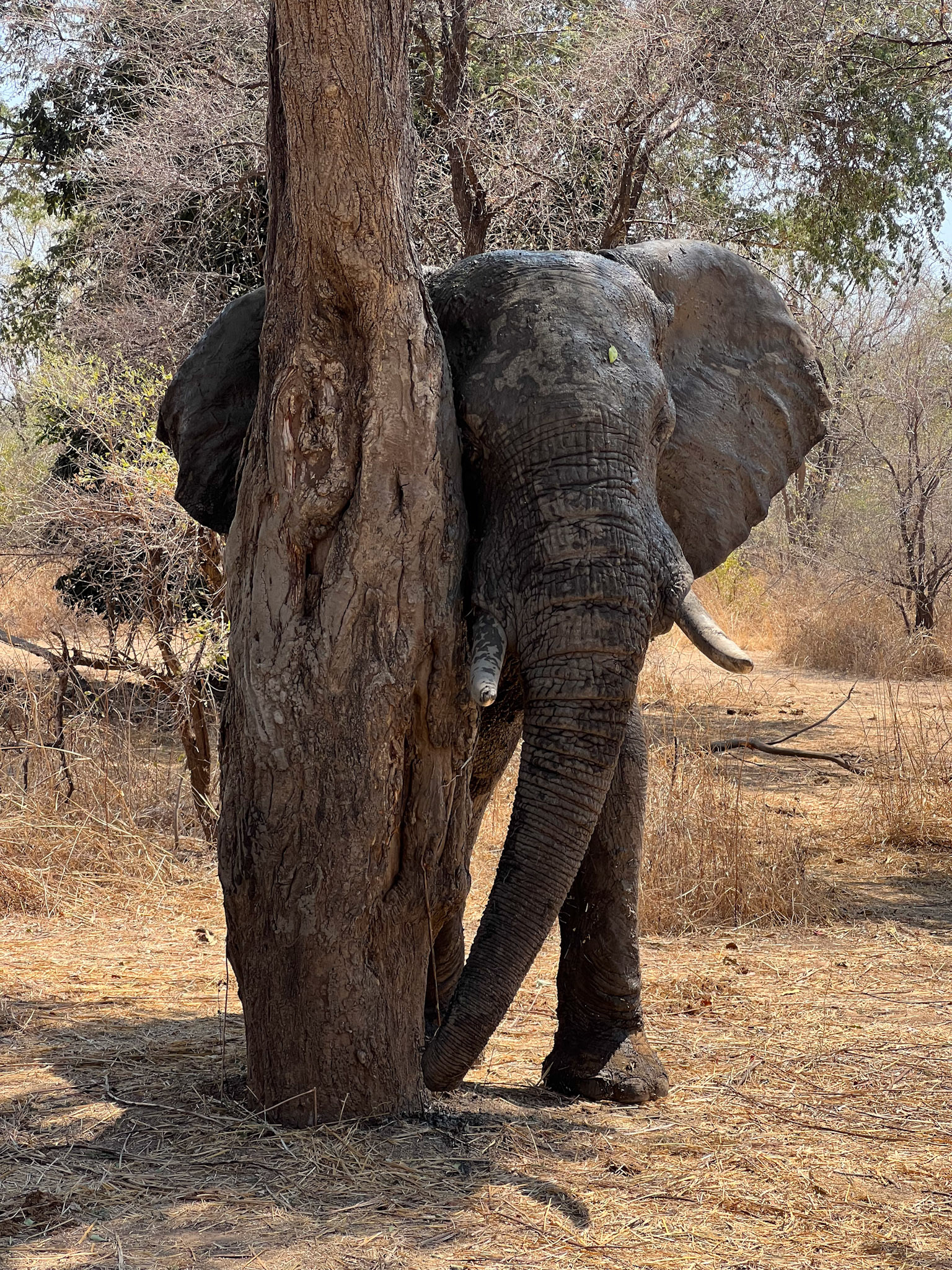 Elephant having a scratch