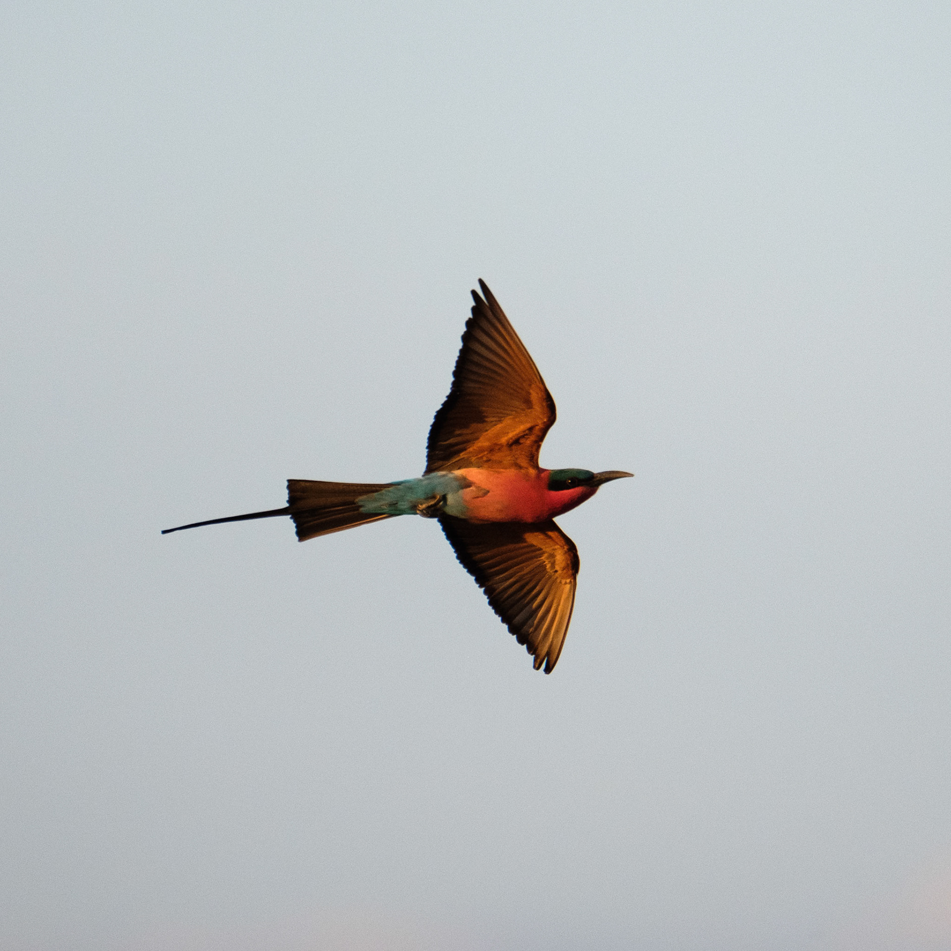 Carmine bee-eater