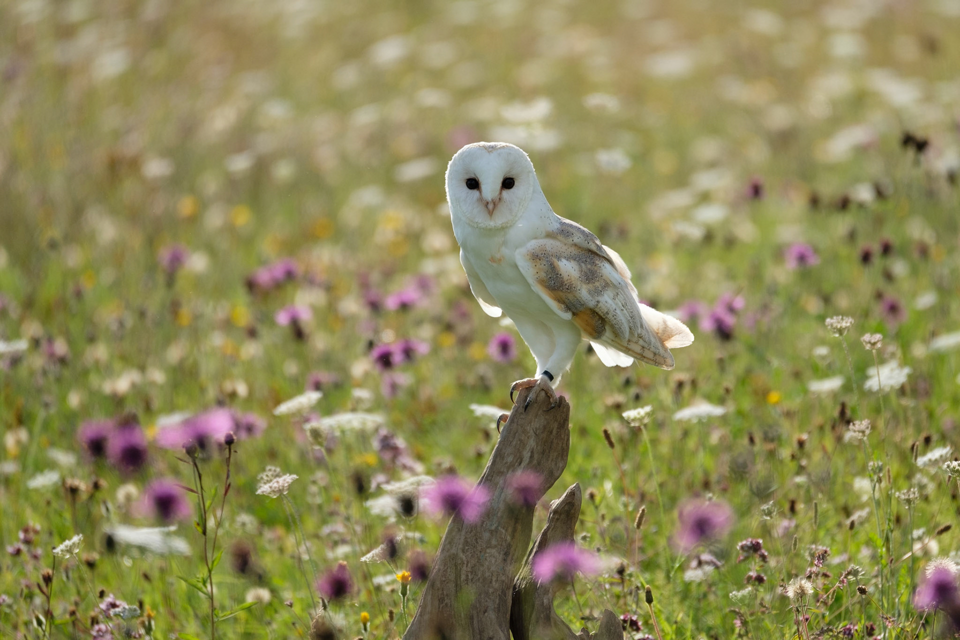 Barn owl in the wildflower meadow