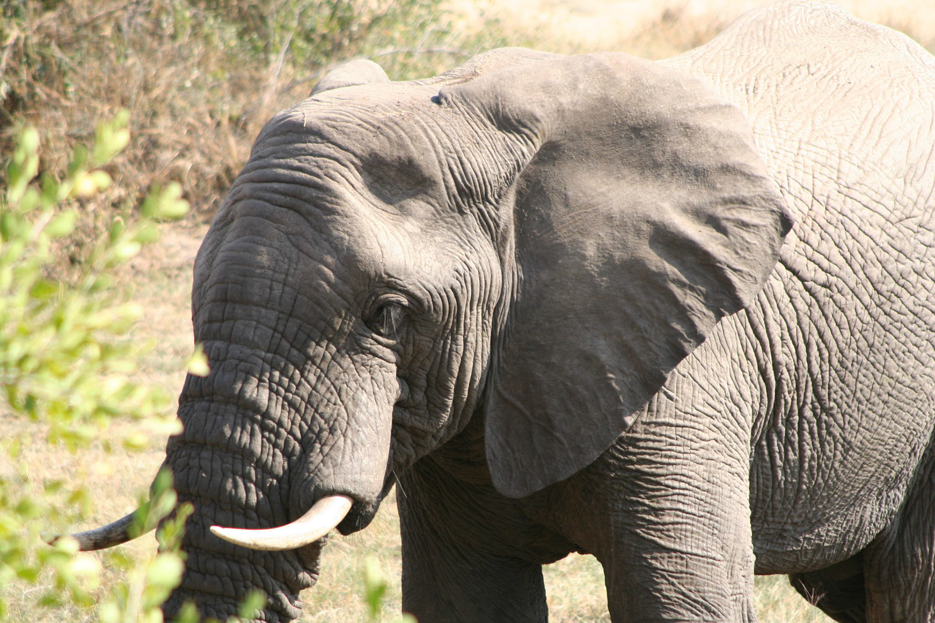 Elephant in the Timbavati river bed, from the deck