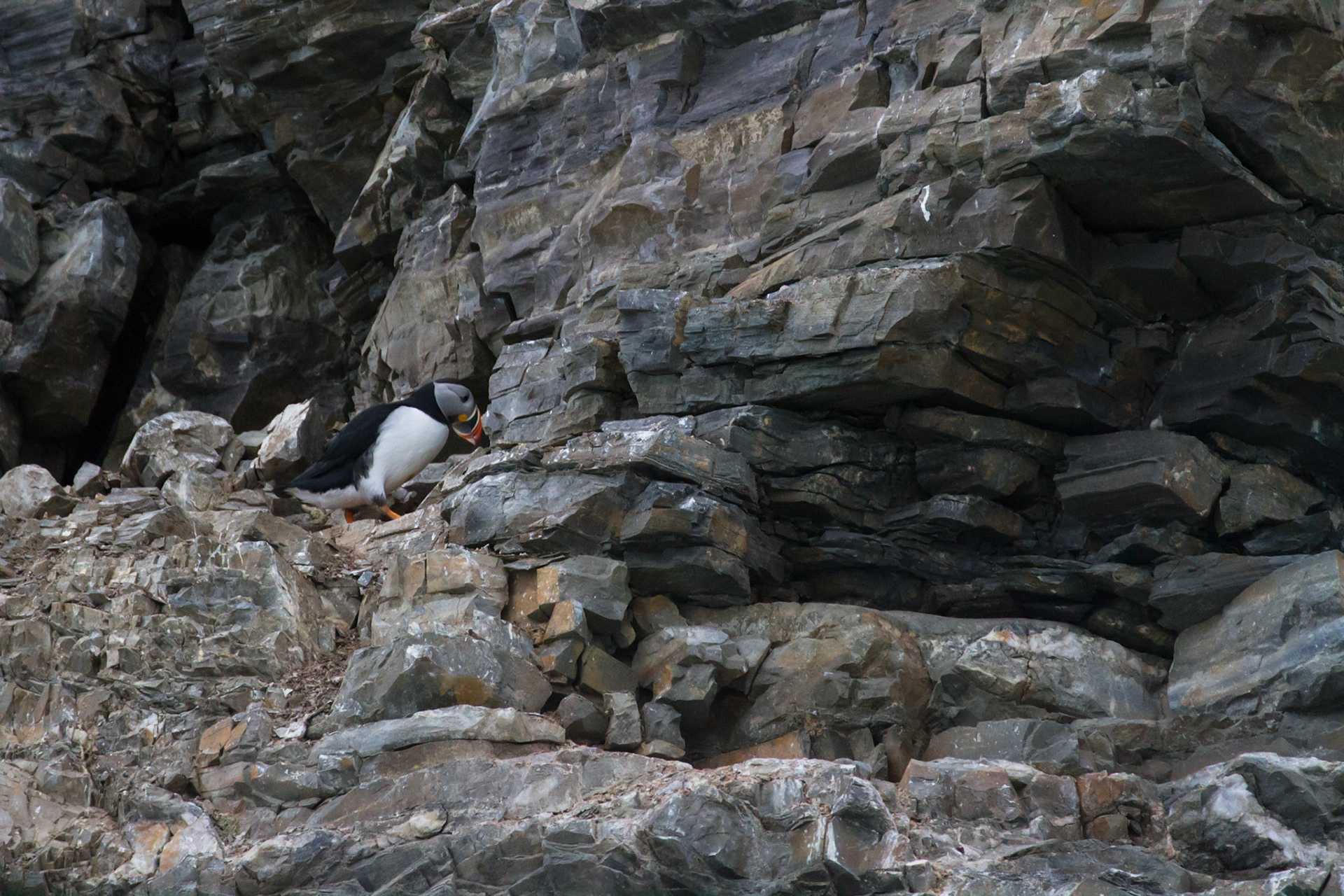 Puffin