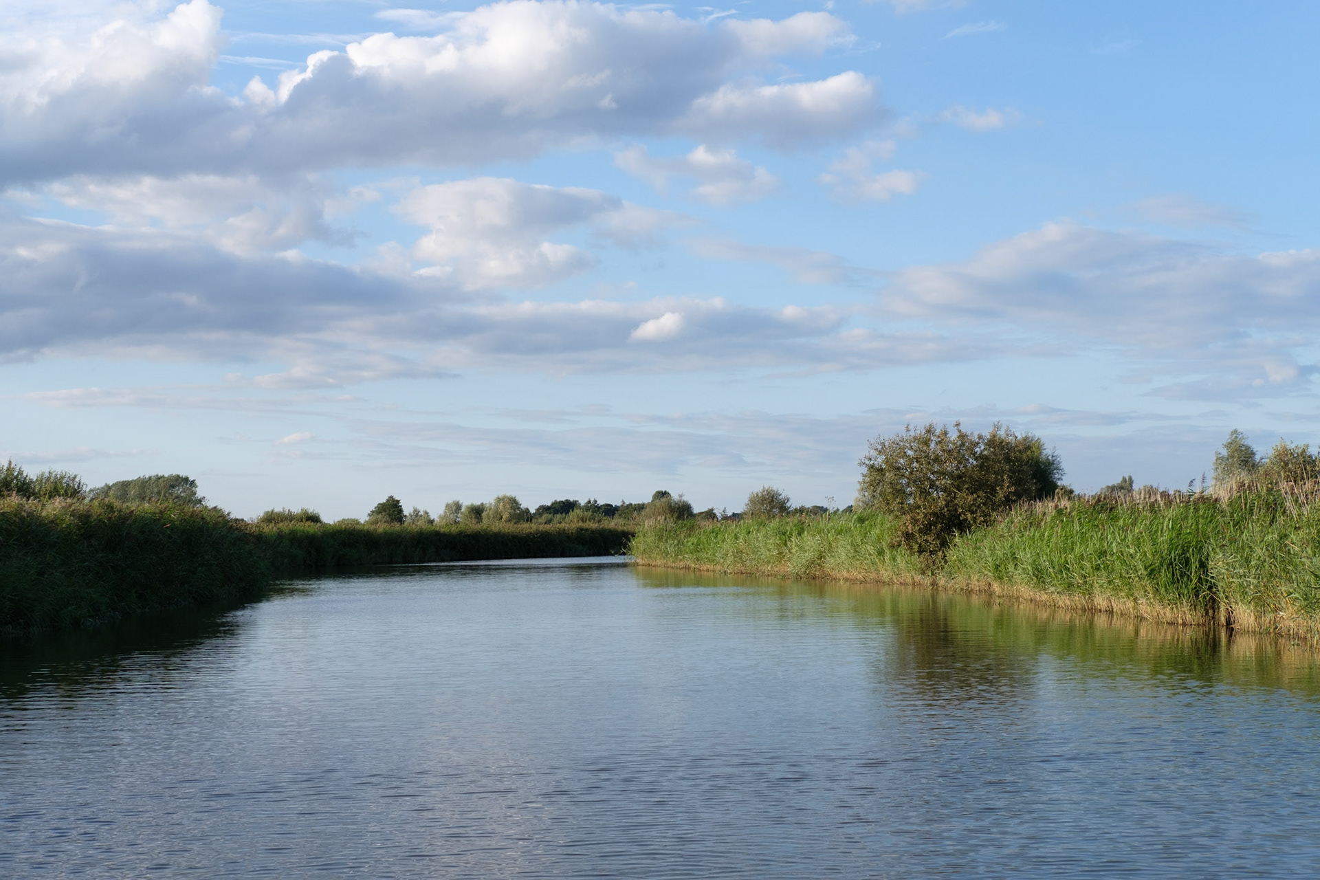 River Ant