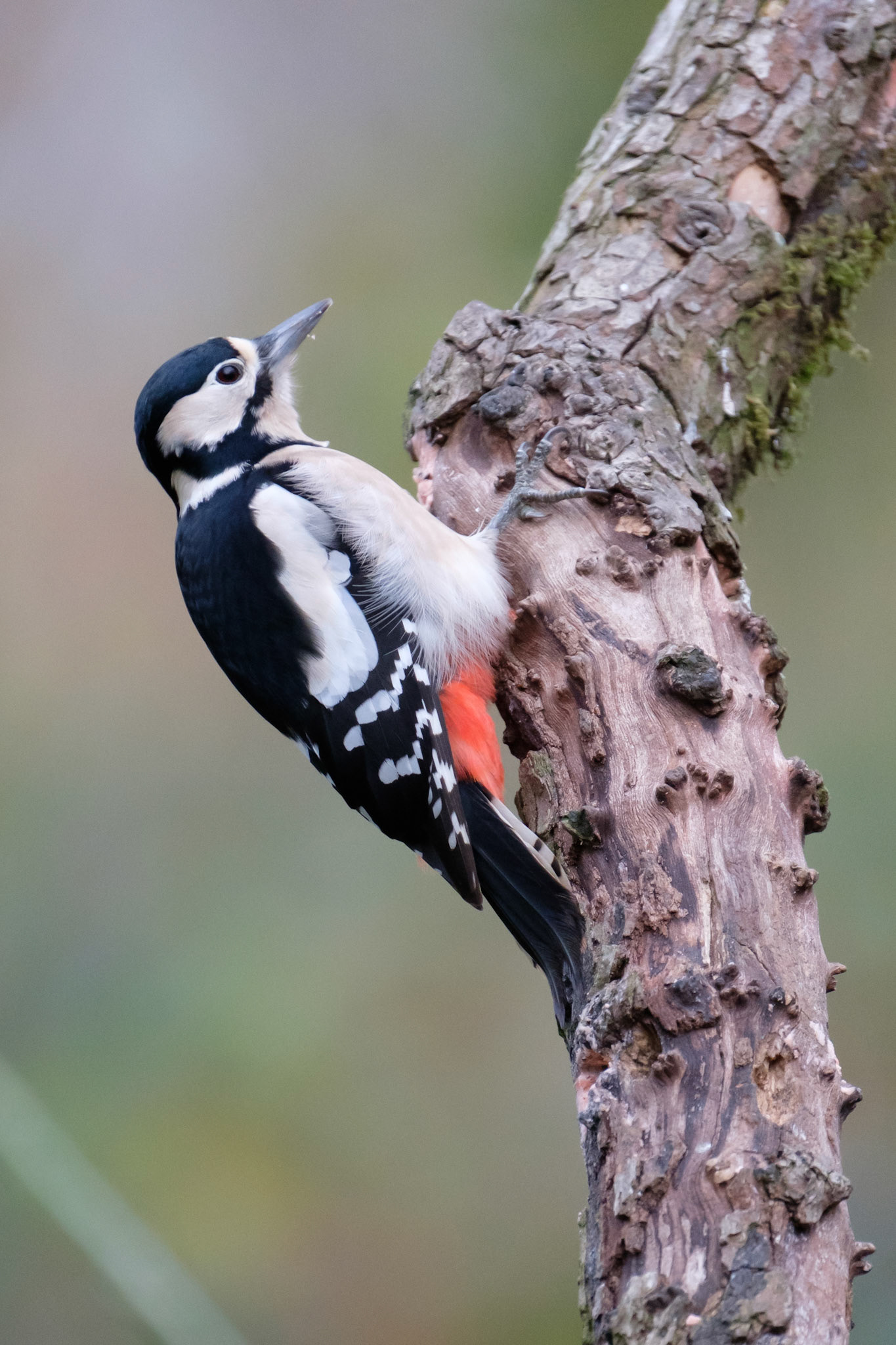 Greater spotted woodpecker