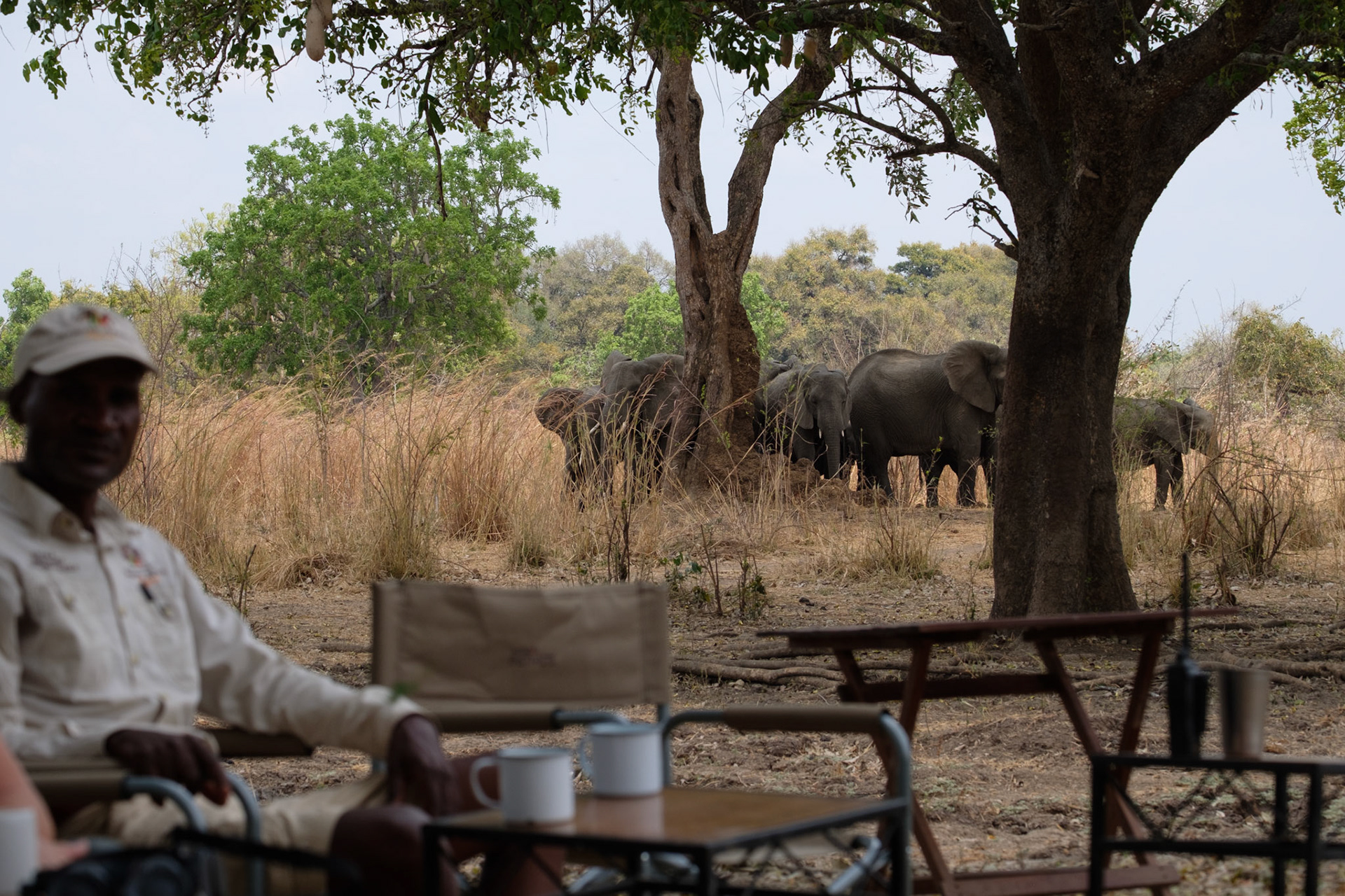 Elephants waiting to drink from the lagoon where we had lunch