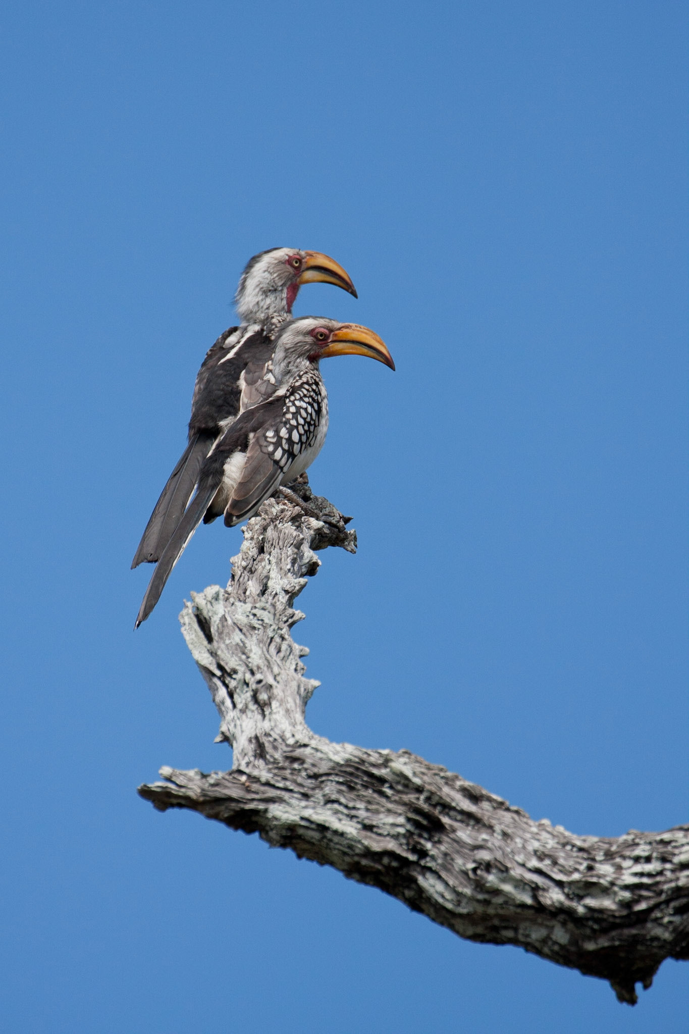Pair of hornbills