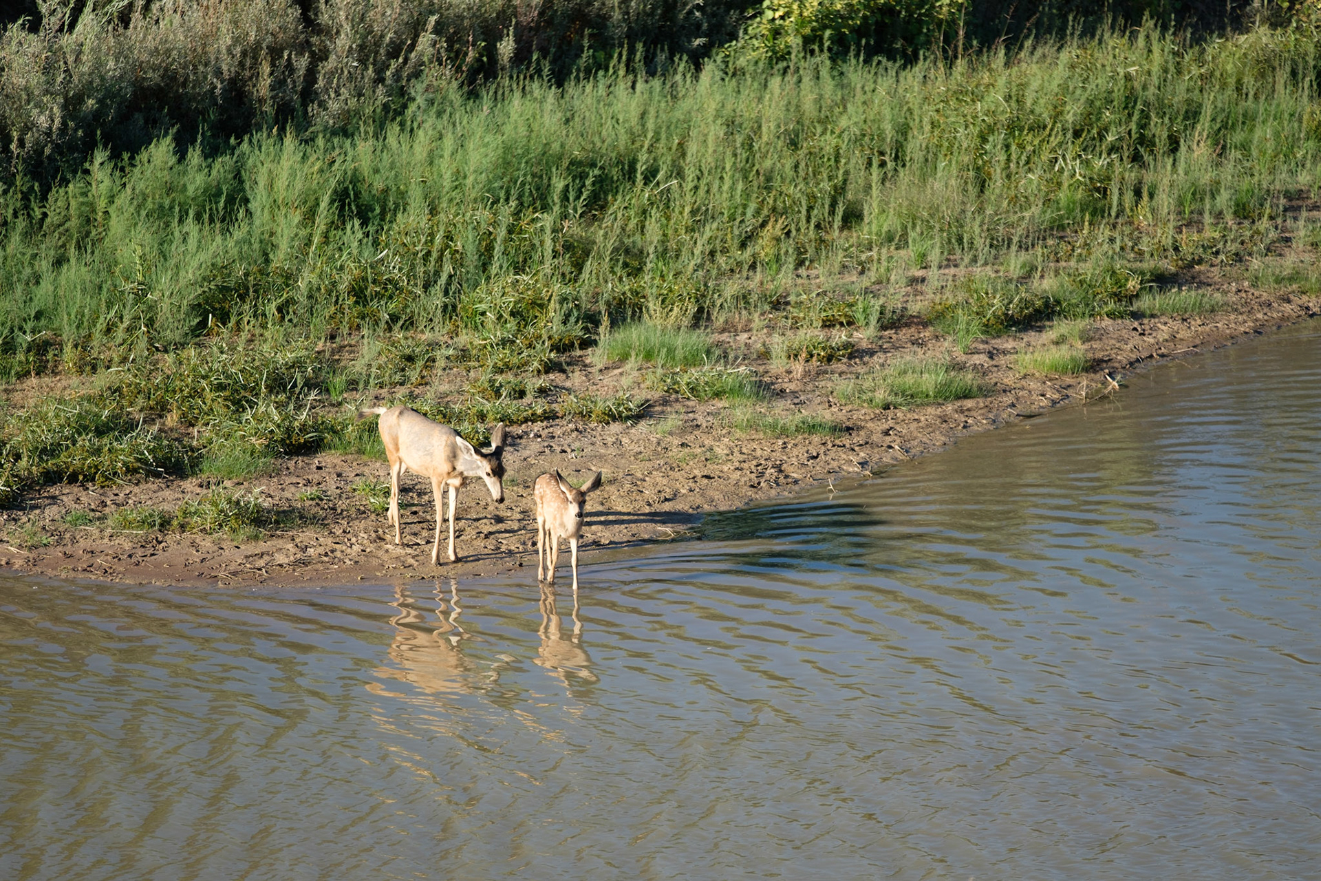 Mule deer in front of our room, Sorrel River Ranch
