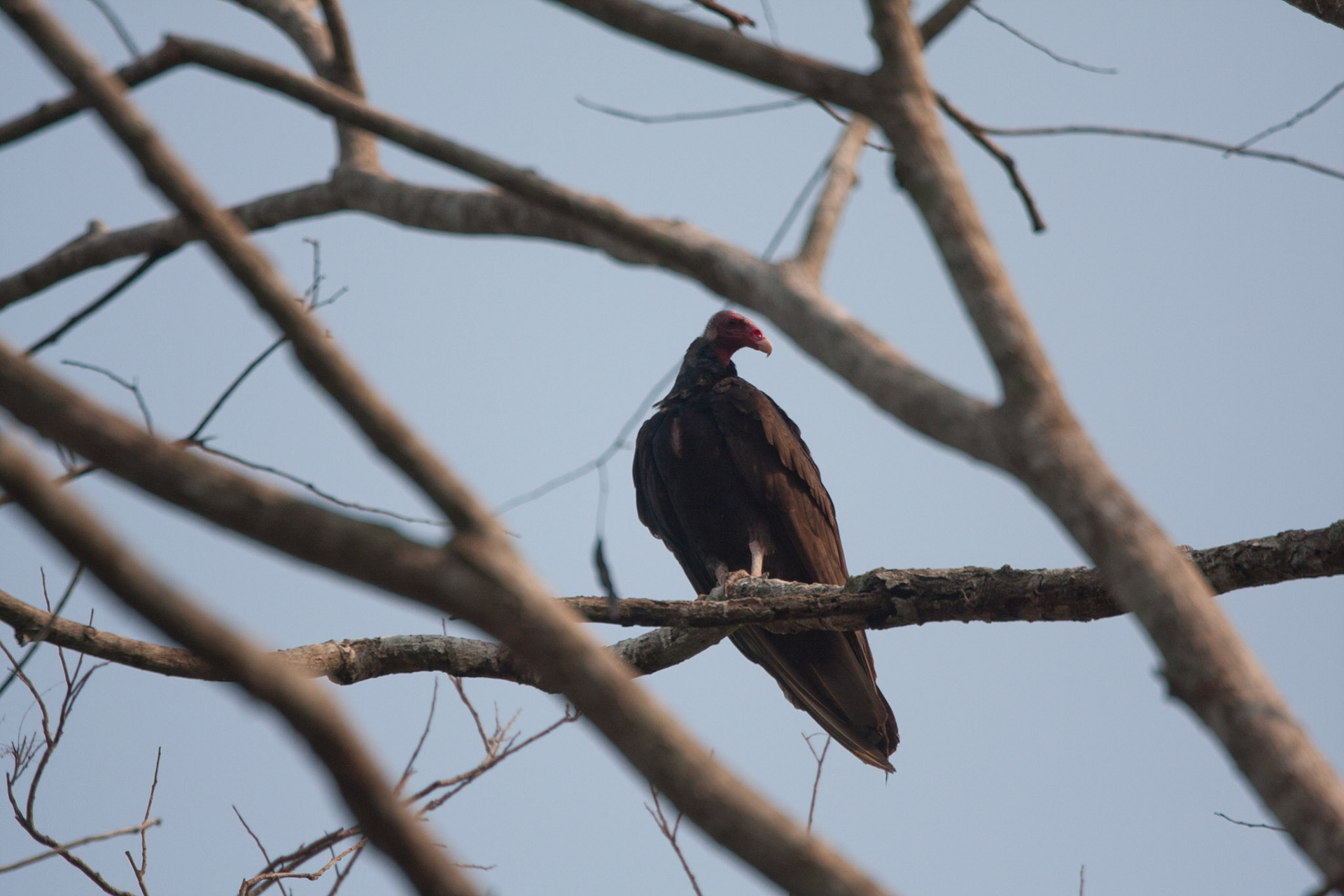 Turkey vulture
