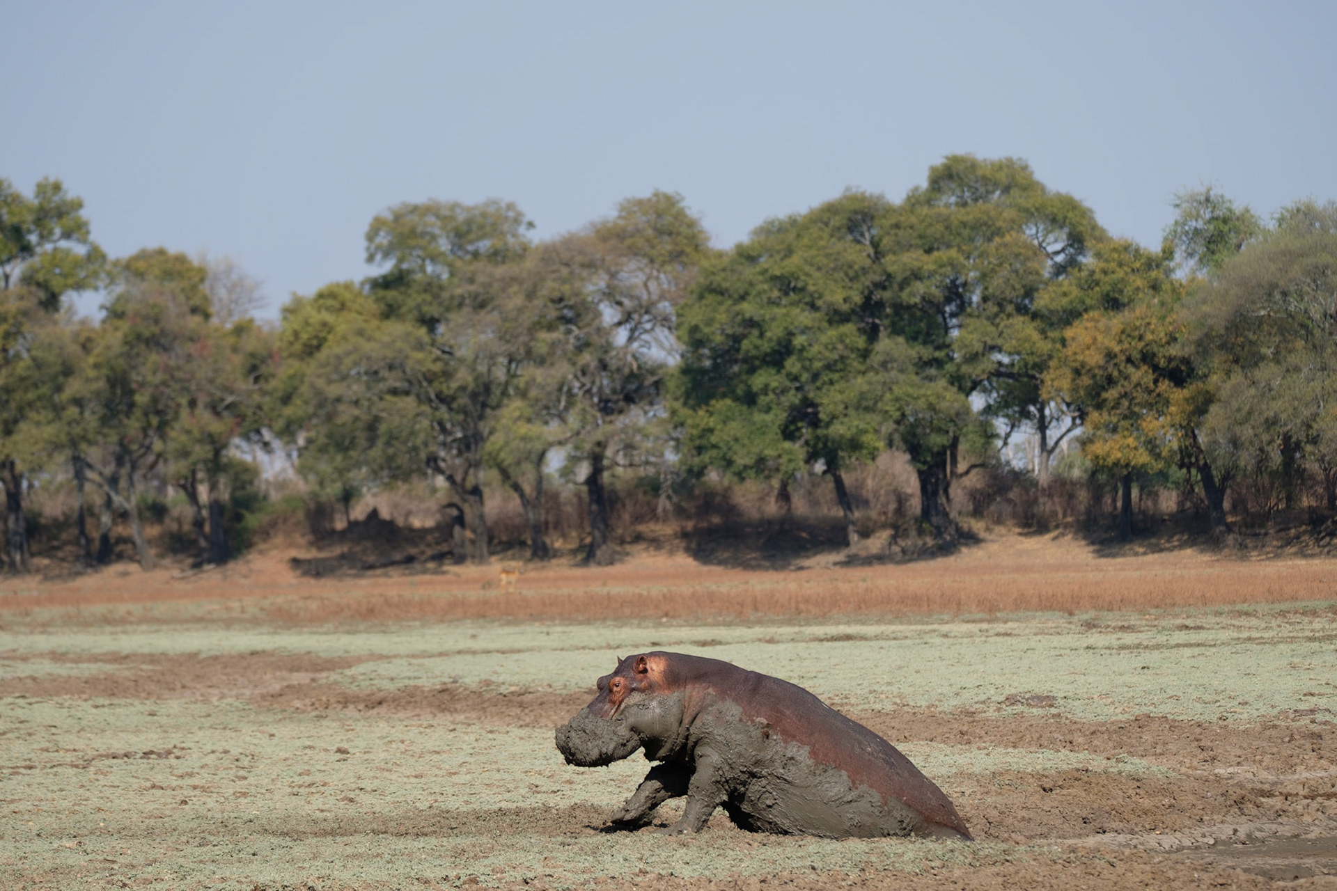 We surprised a hippo at our coffee stop on our walk