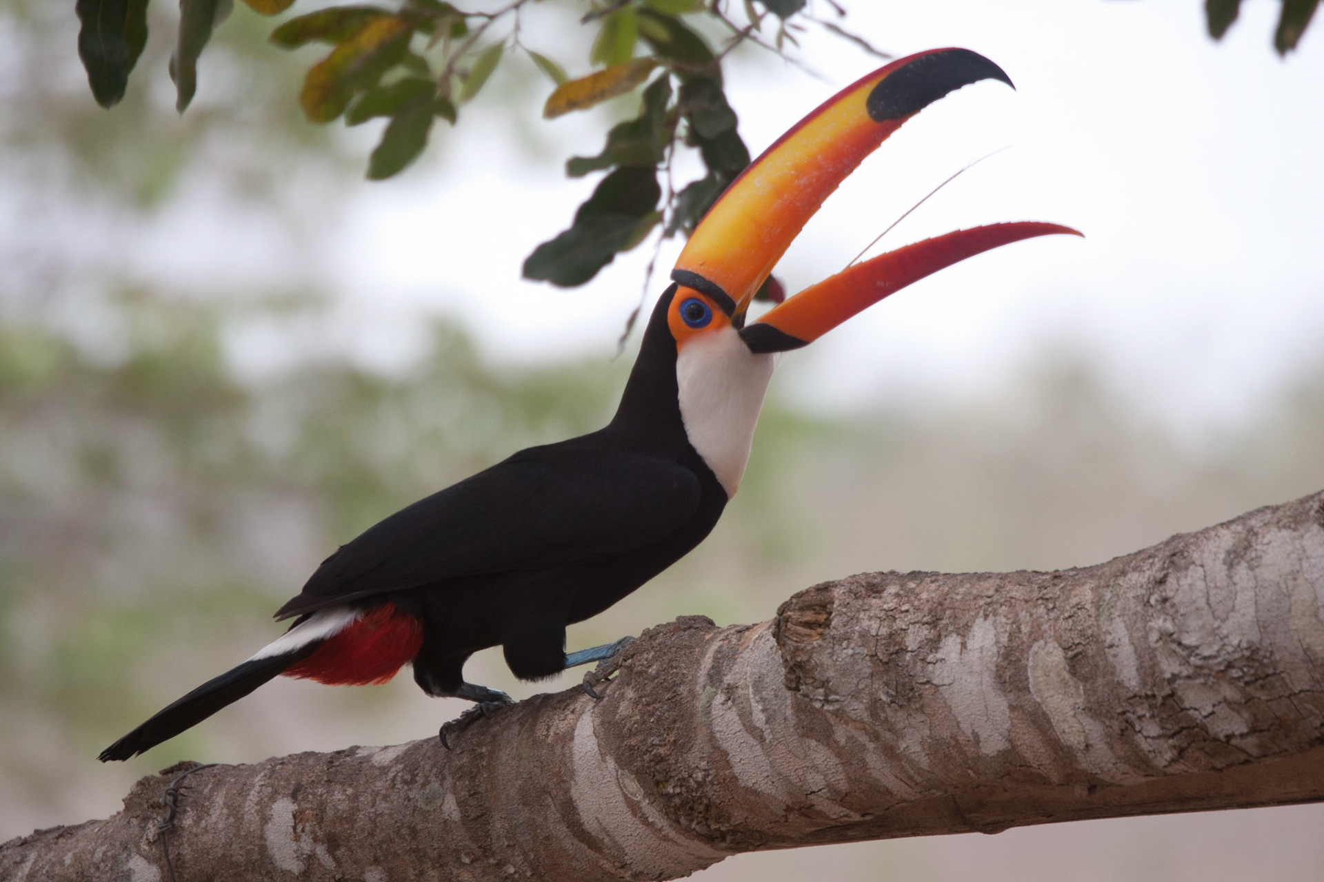 Toucan eating a seed