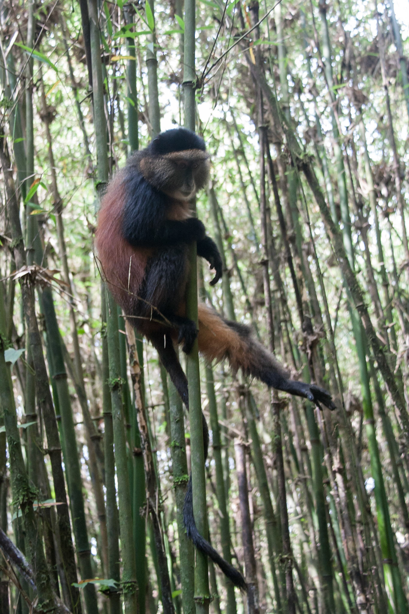 Golden monkey in the bamboo forest