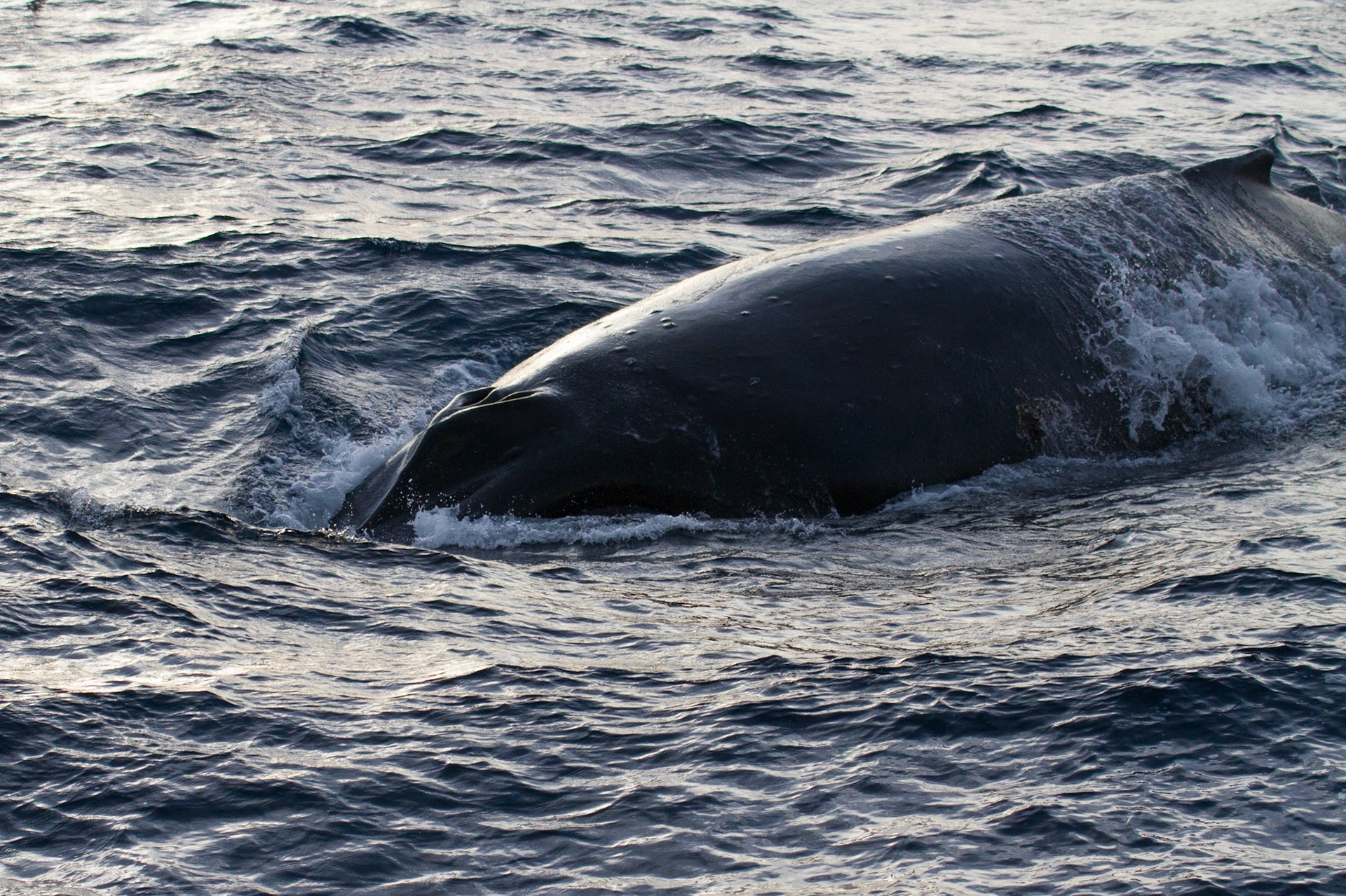 Humpback whale