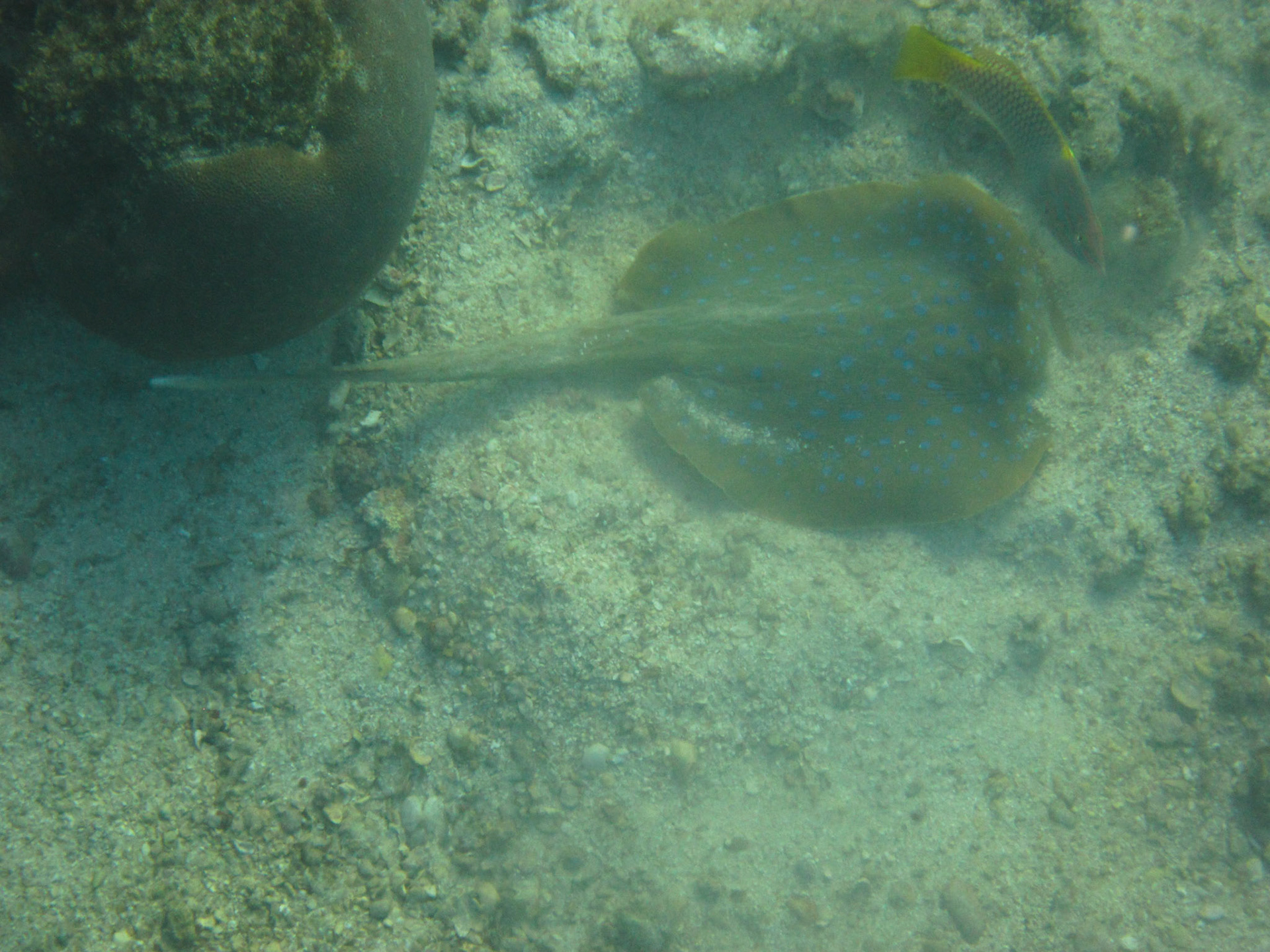 Blue spotted ray