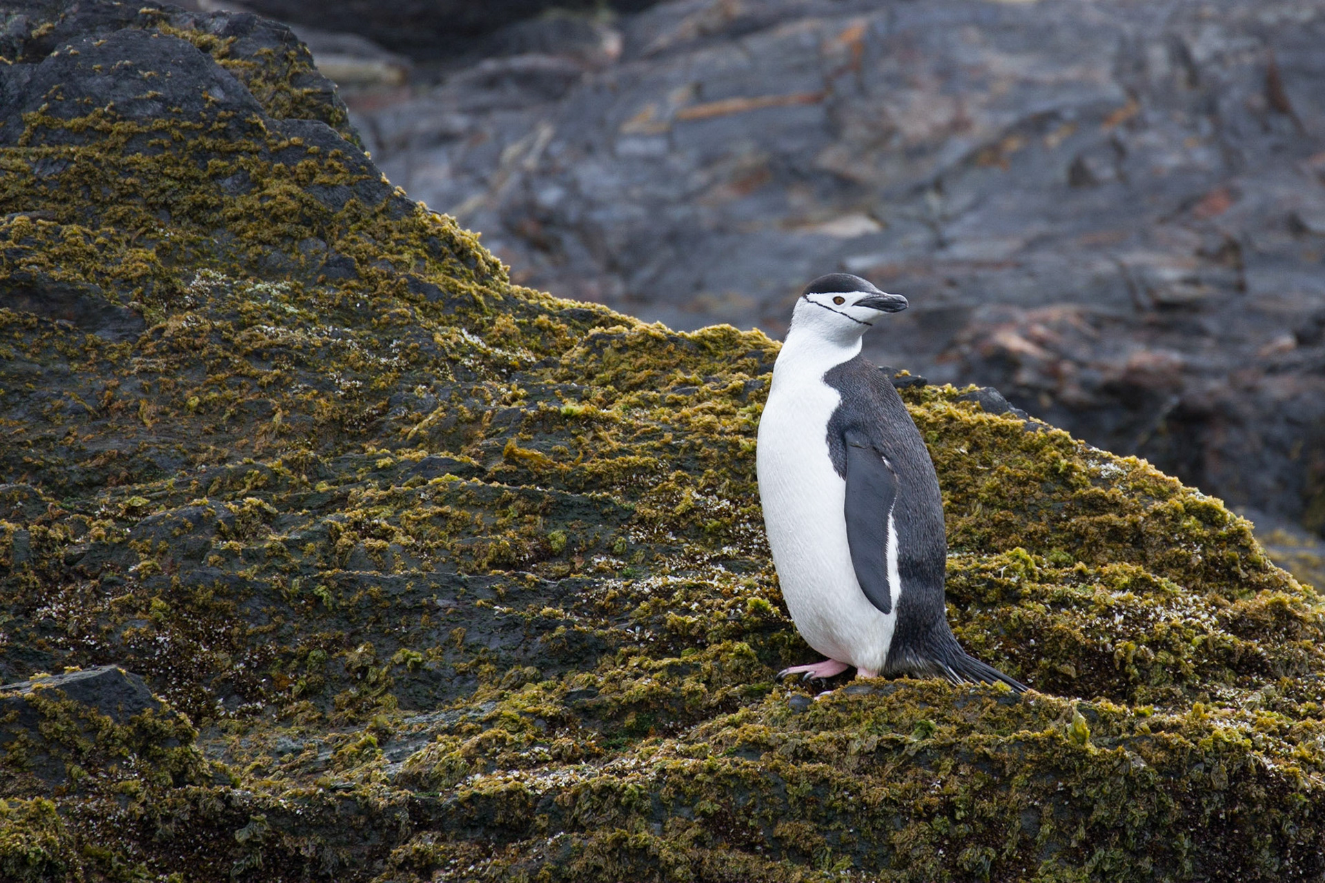 Chinstrap penguin