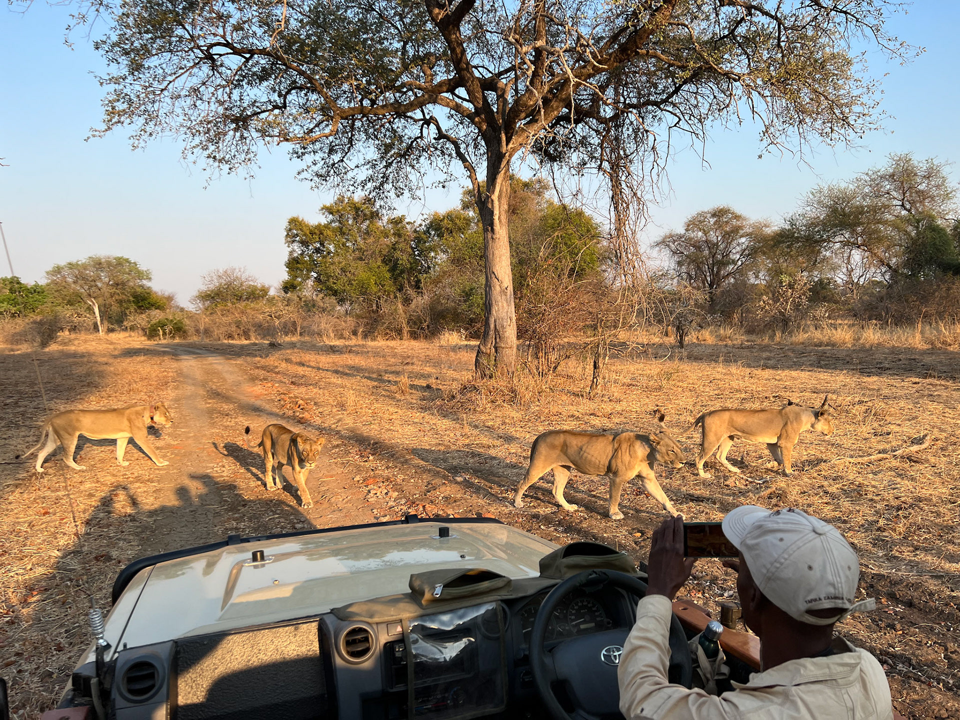 Close encounter with lions