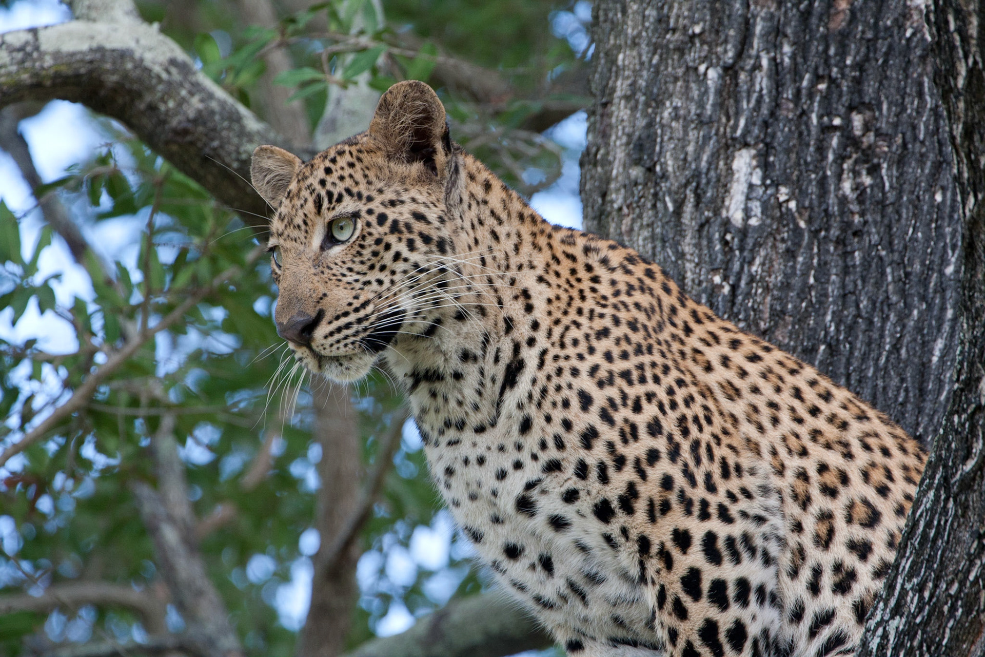 Female leopard