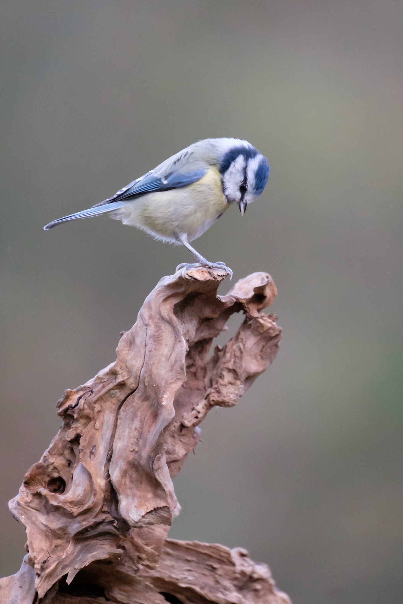 Blue tit