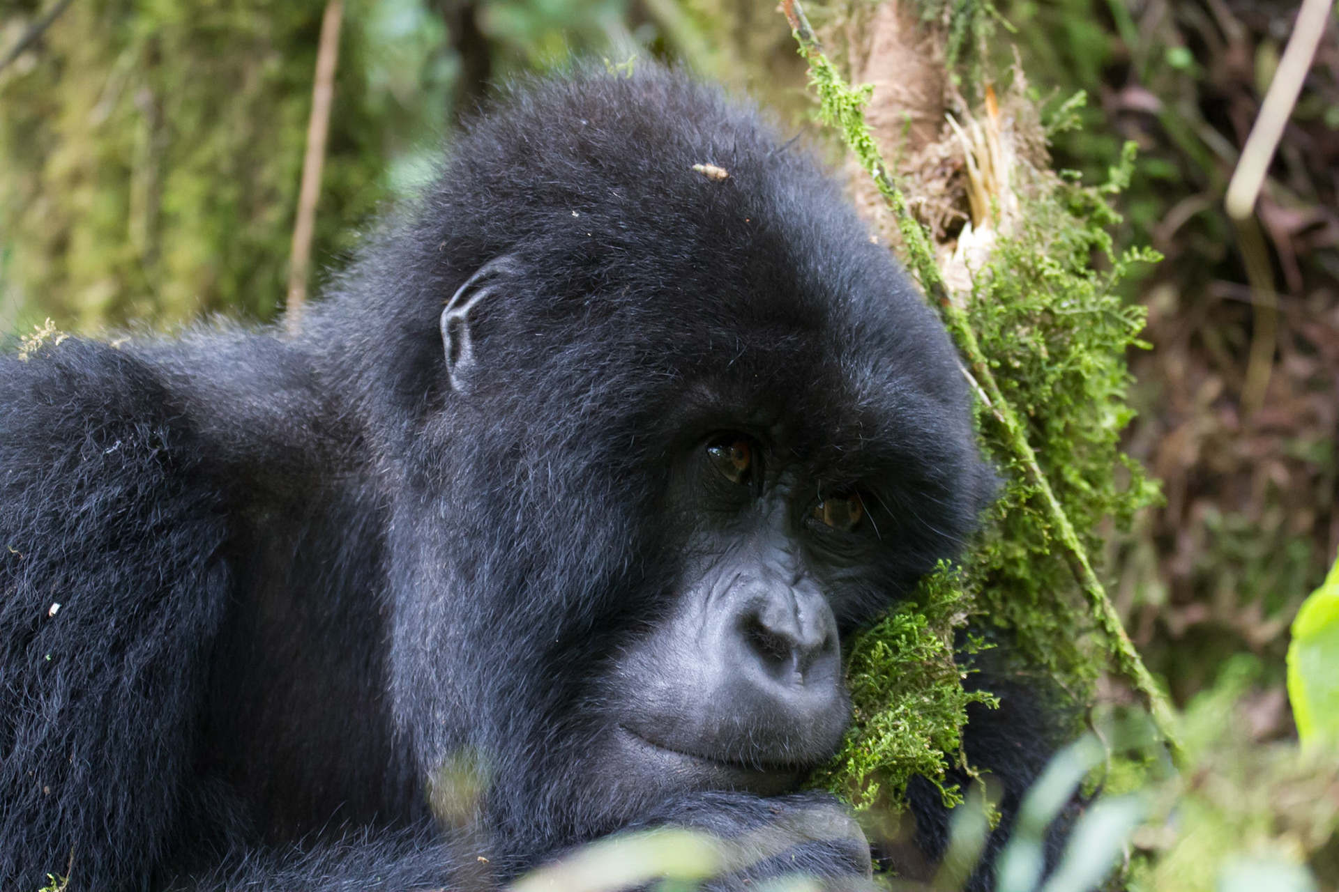Mountain gorilla