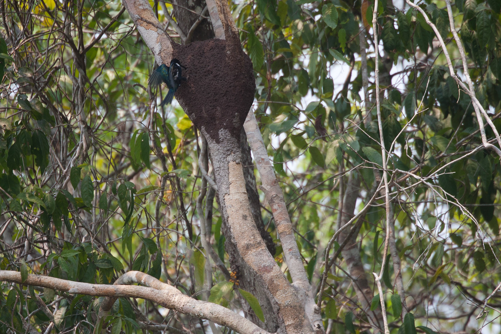 Paradise jacamar