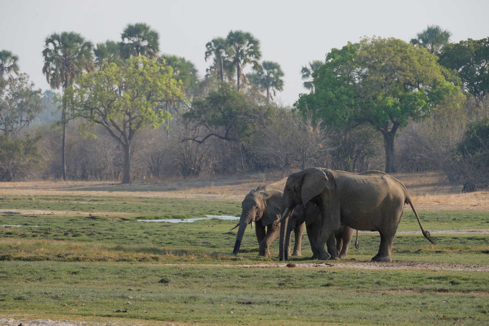 Elephants