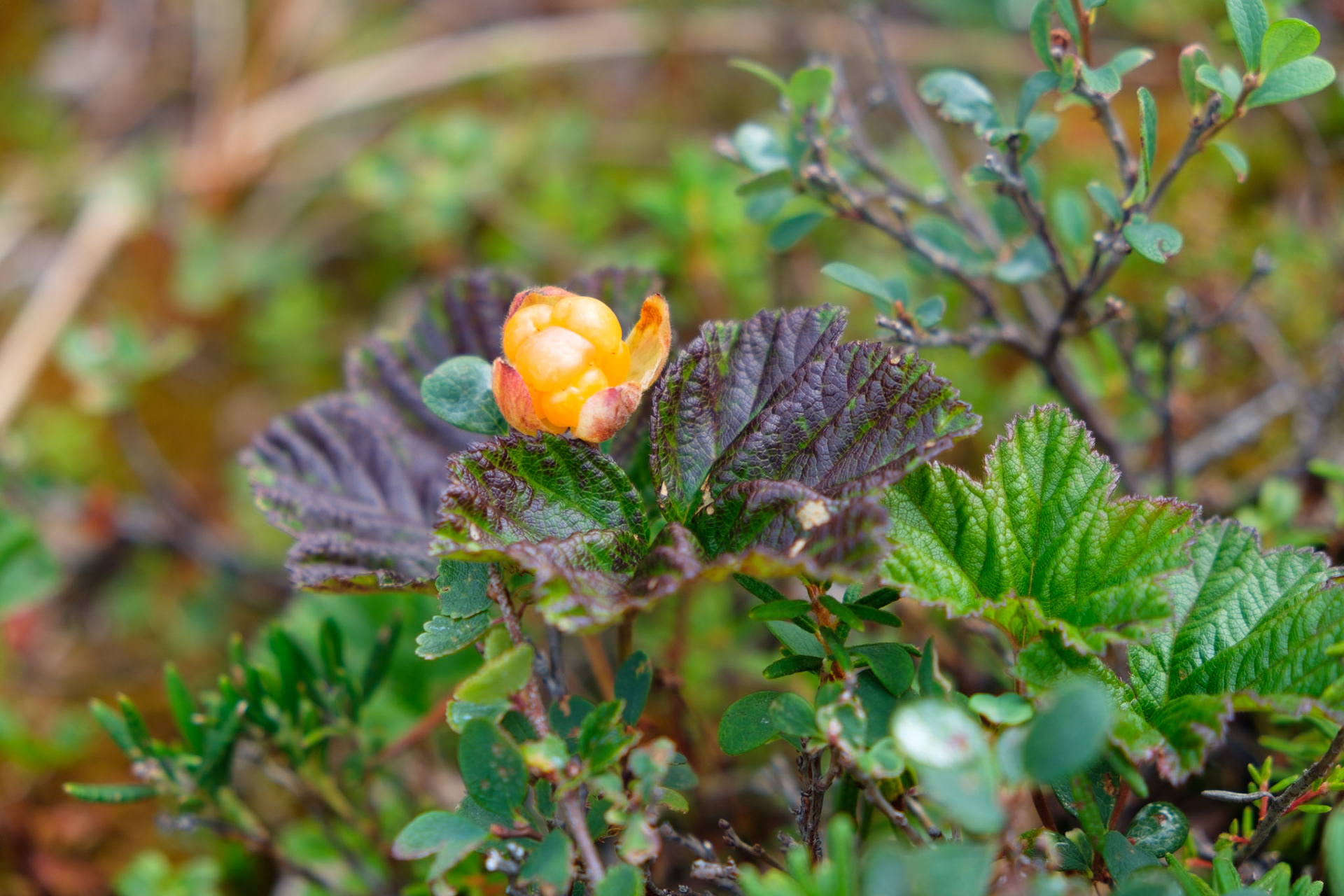 Salmon berry