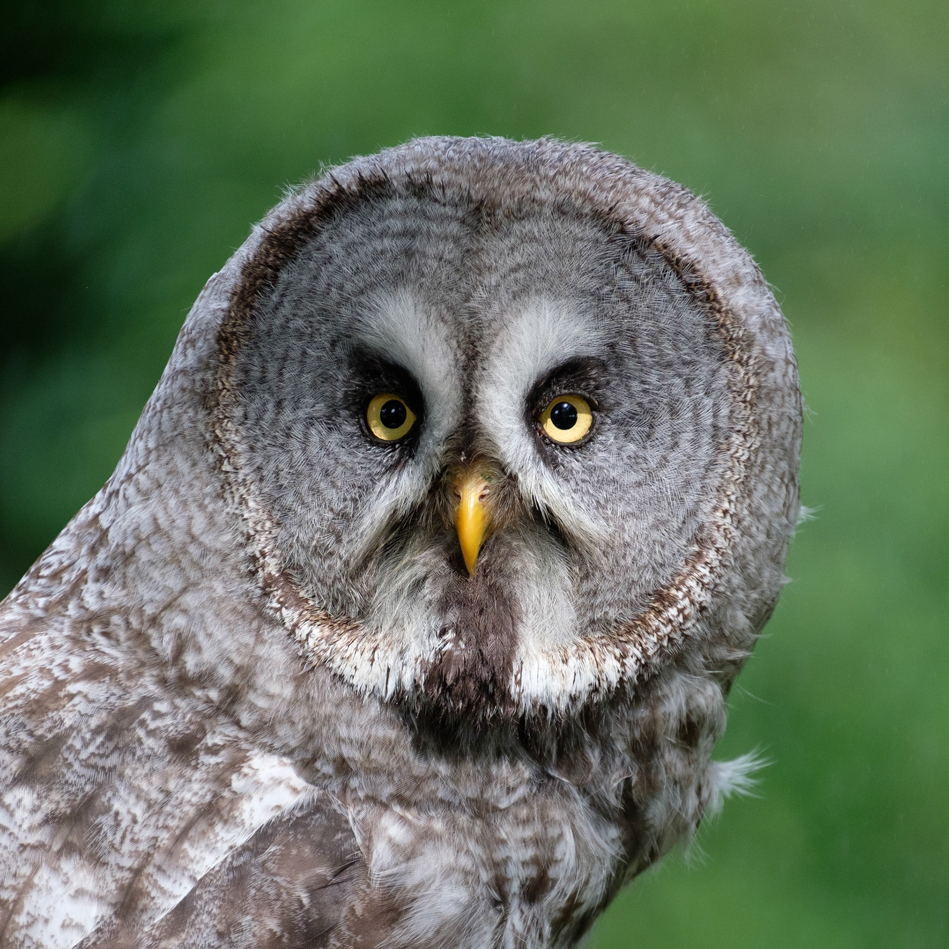 Great grey owl