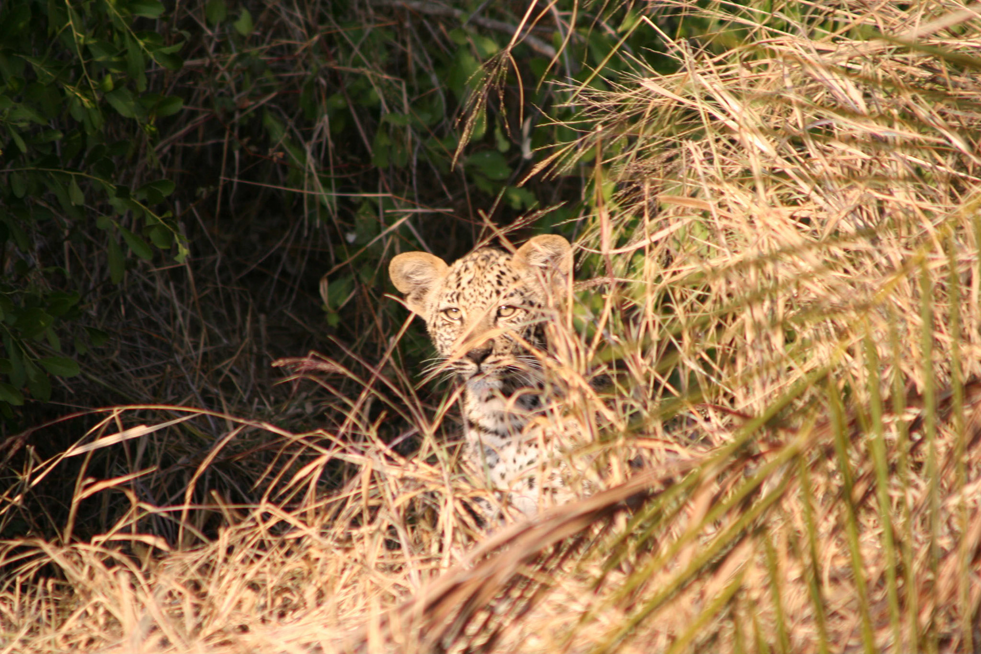 Baby leopard in the grass (6 months)