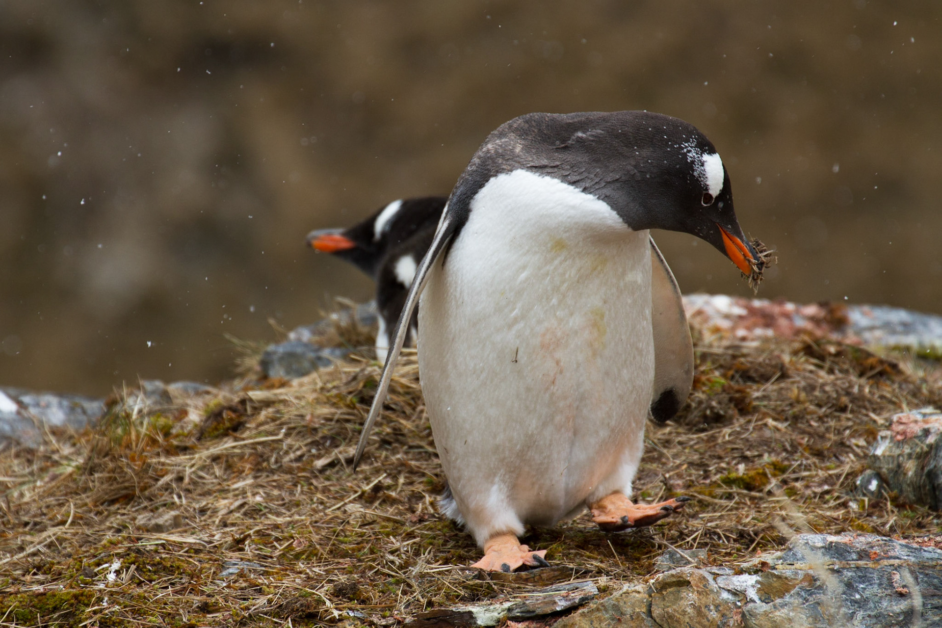 Gentoo penguin