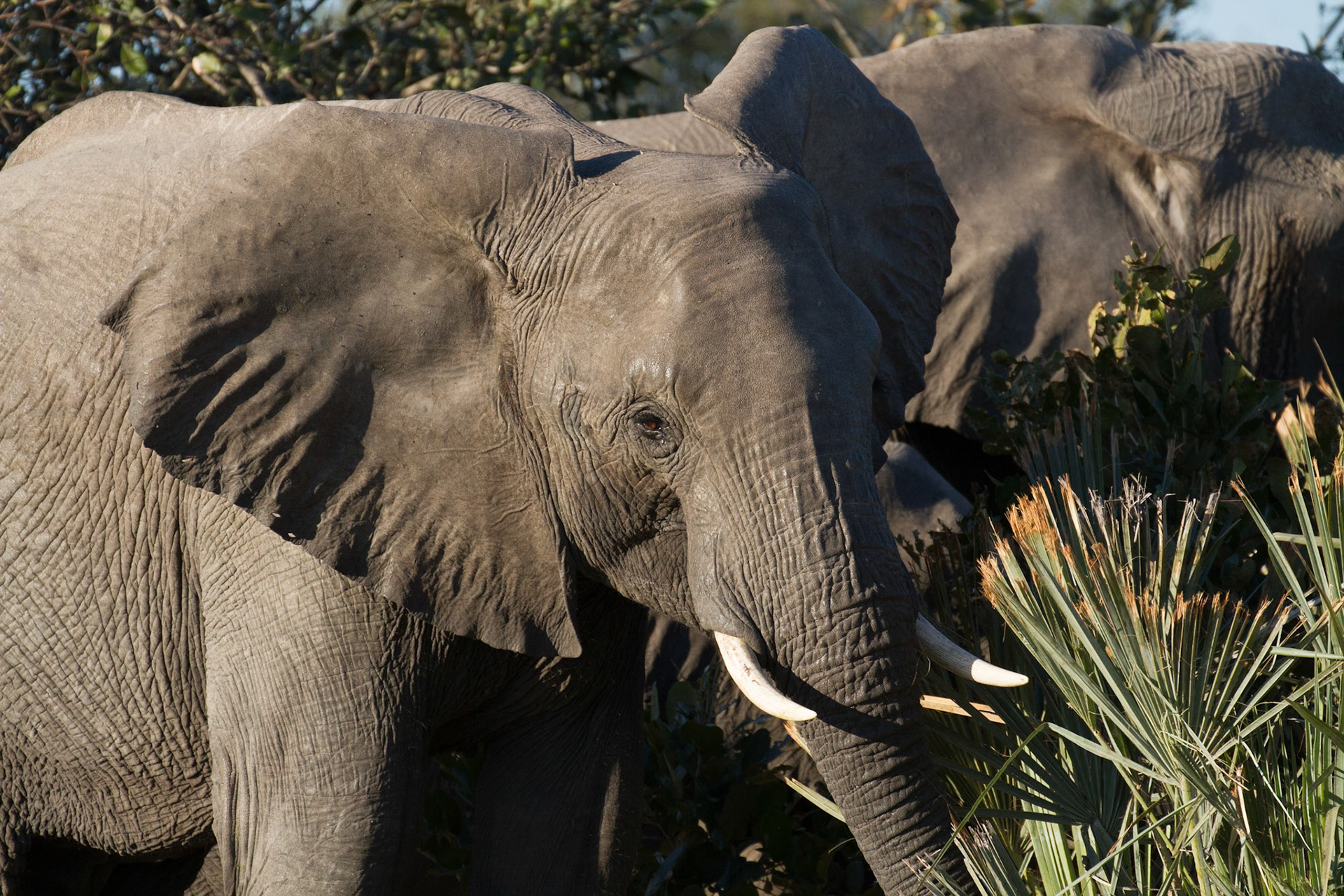 Elephant