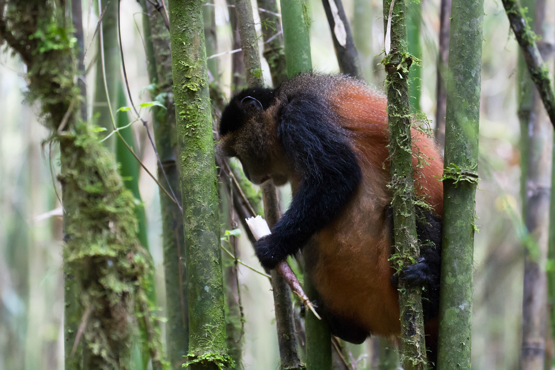 Eating bamboo shoots