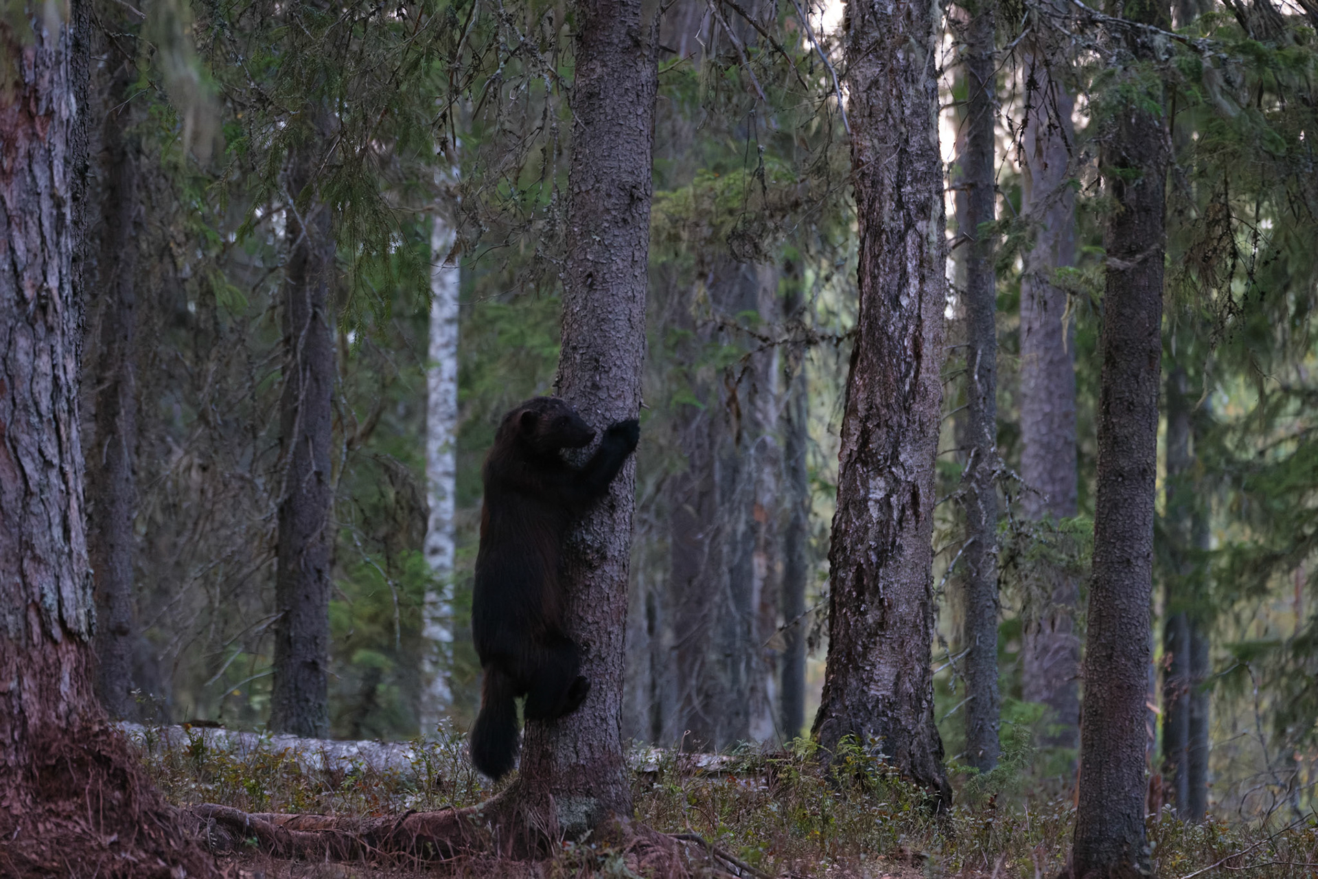 Wolverine