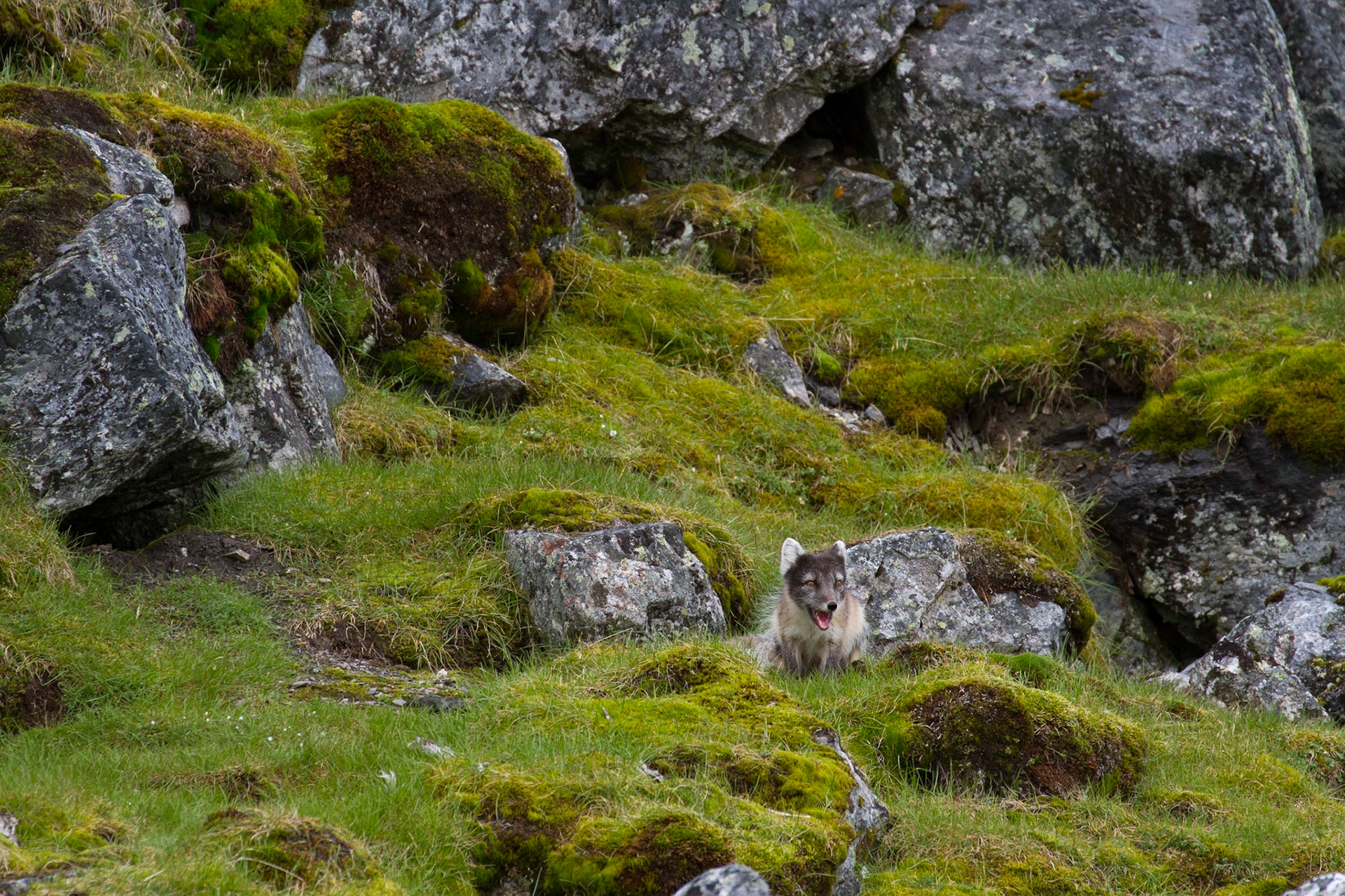 Arctic fox