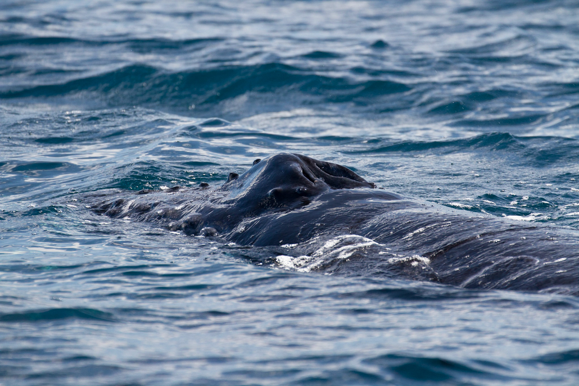 Humpback whale