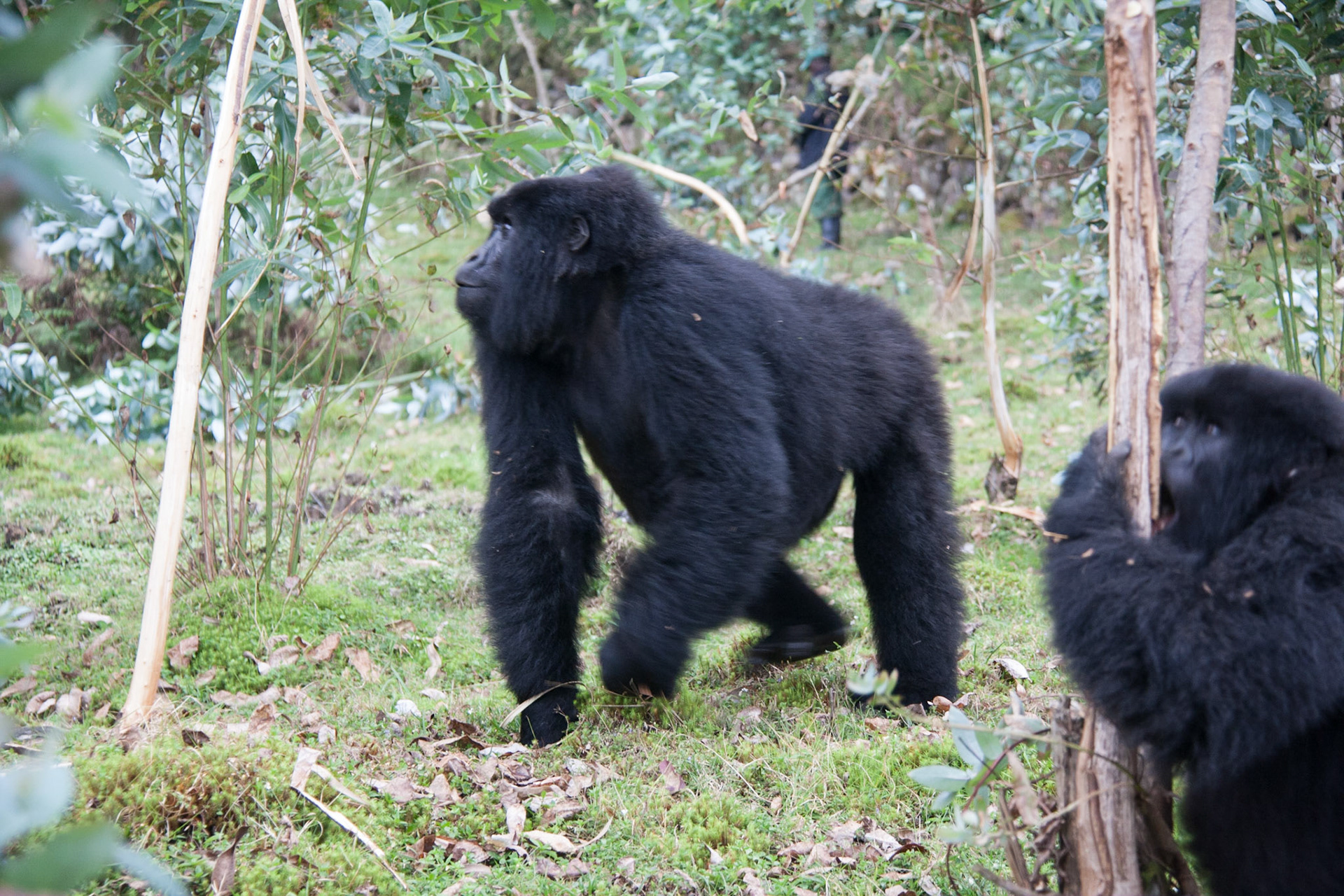 Mountain gorilla amongst eucalyptus trees