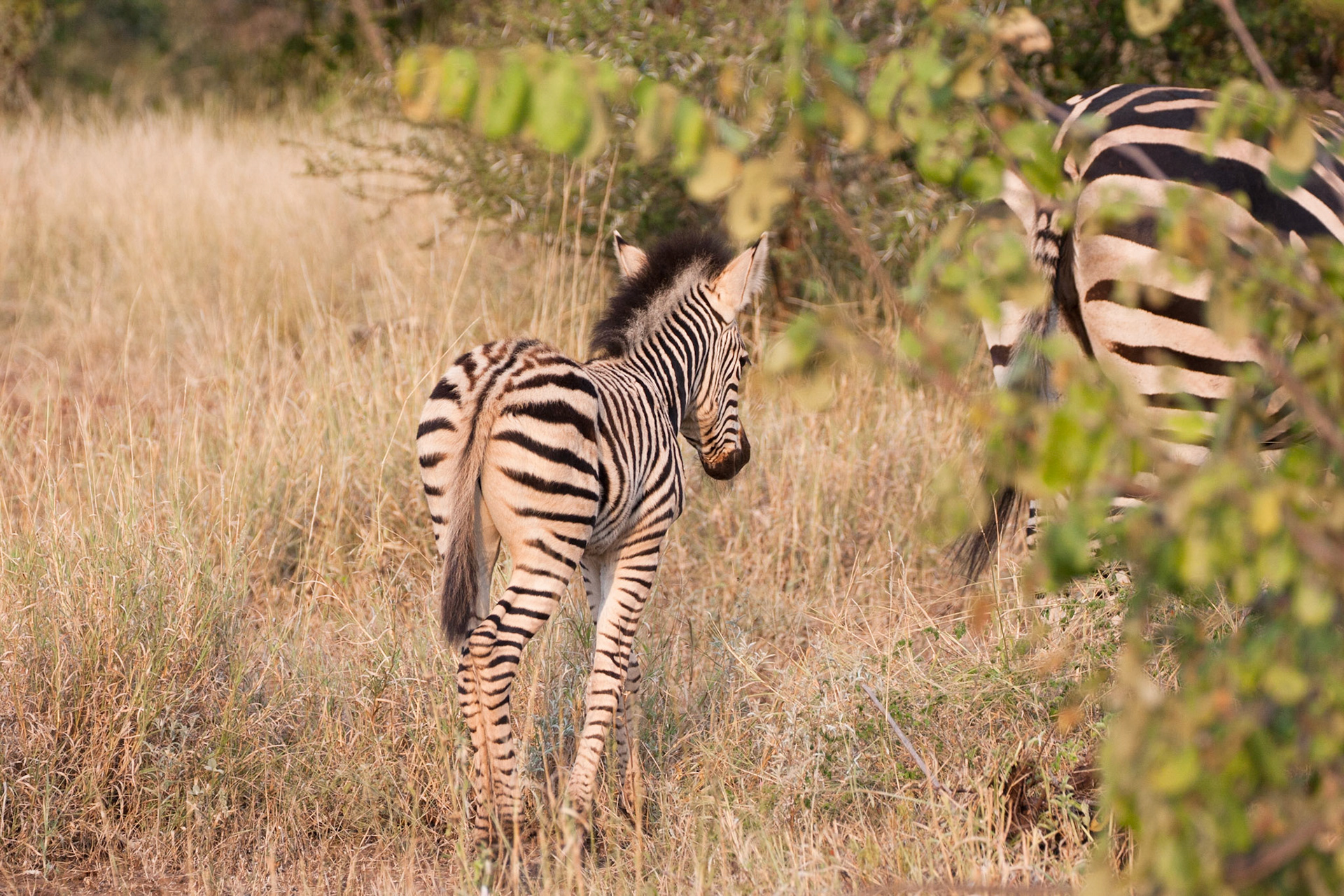 Baby zebra
