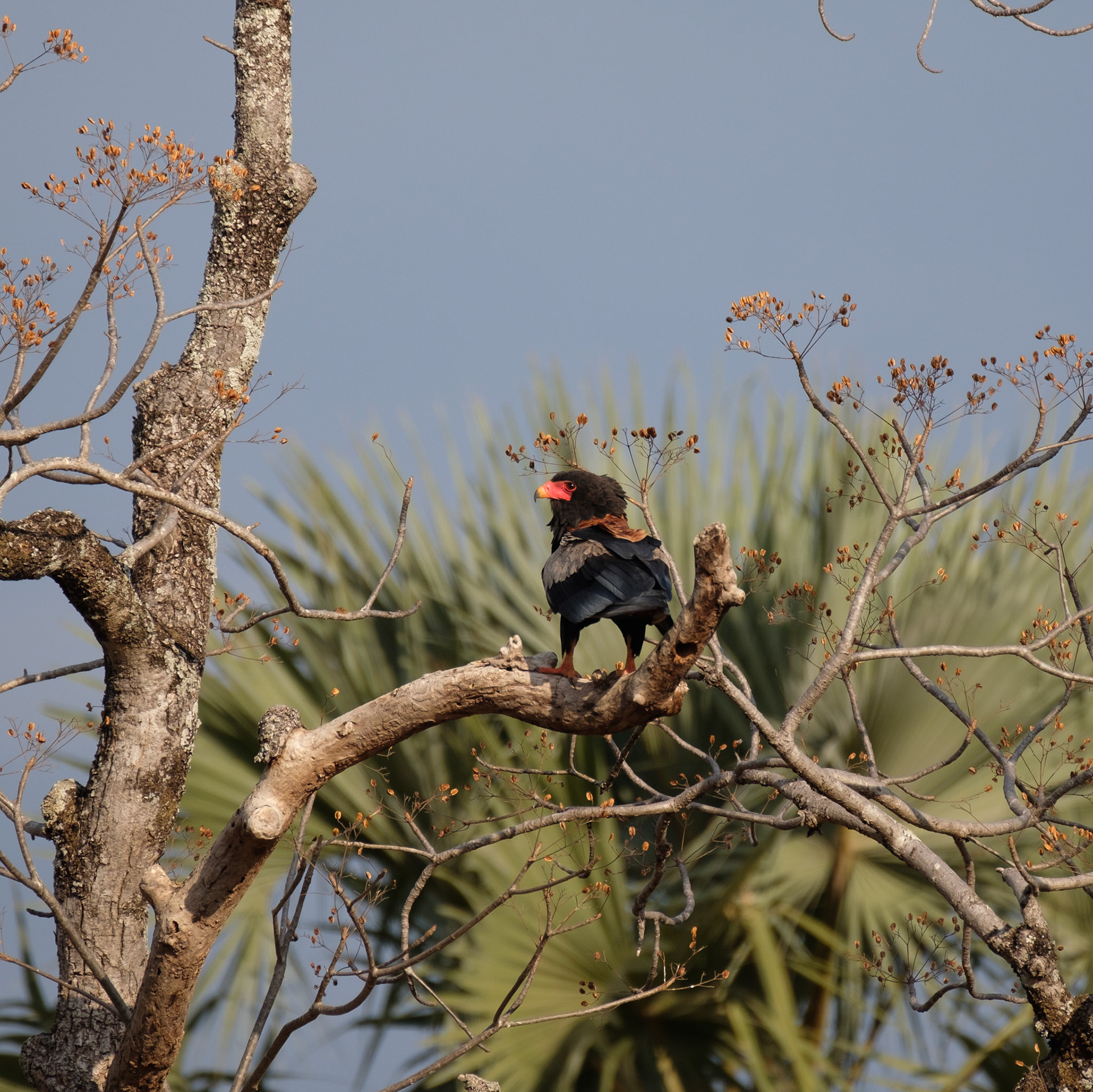 Male Bateleur eagle