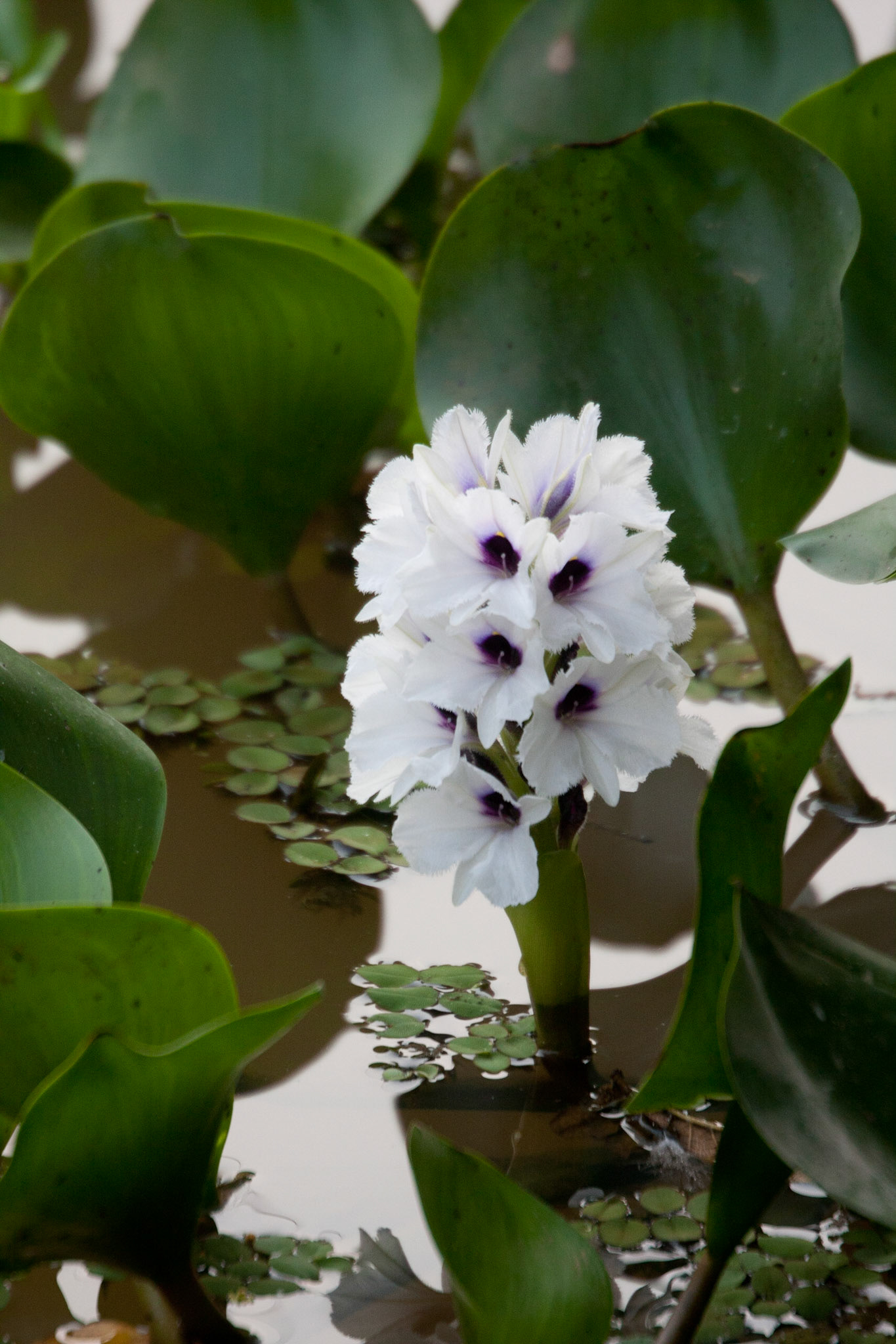 Lillies
