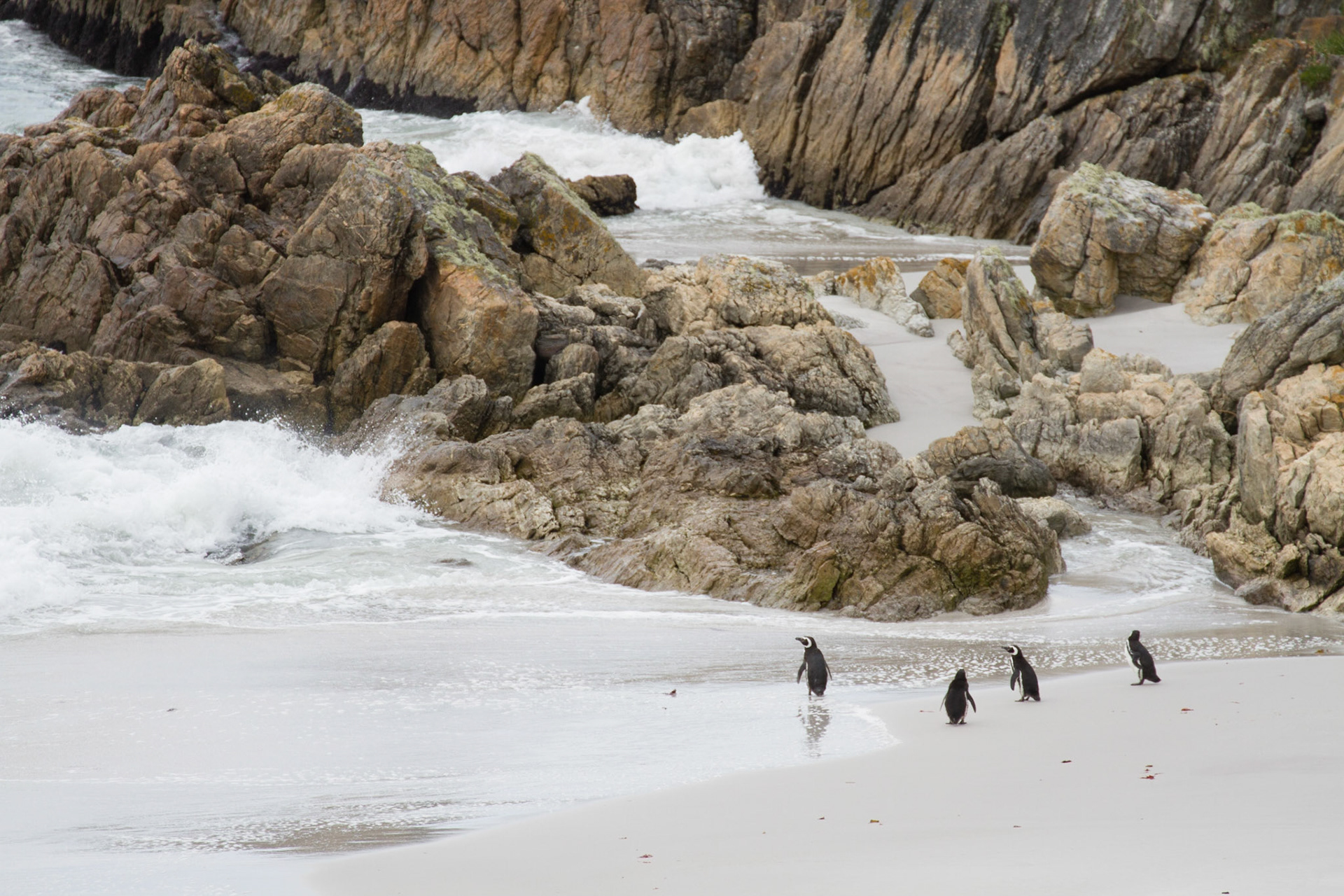 Magellanic penguins