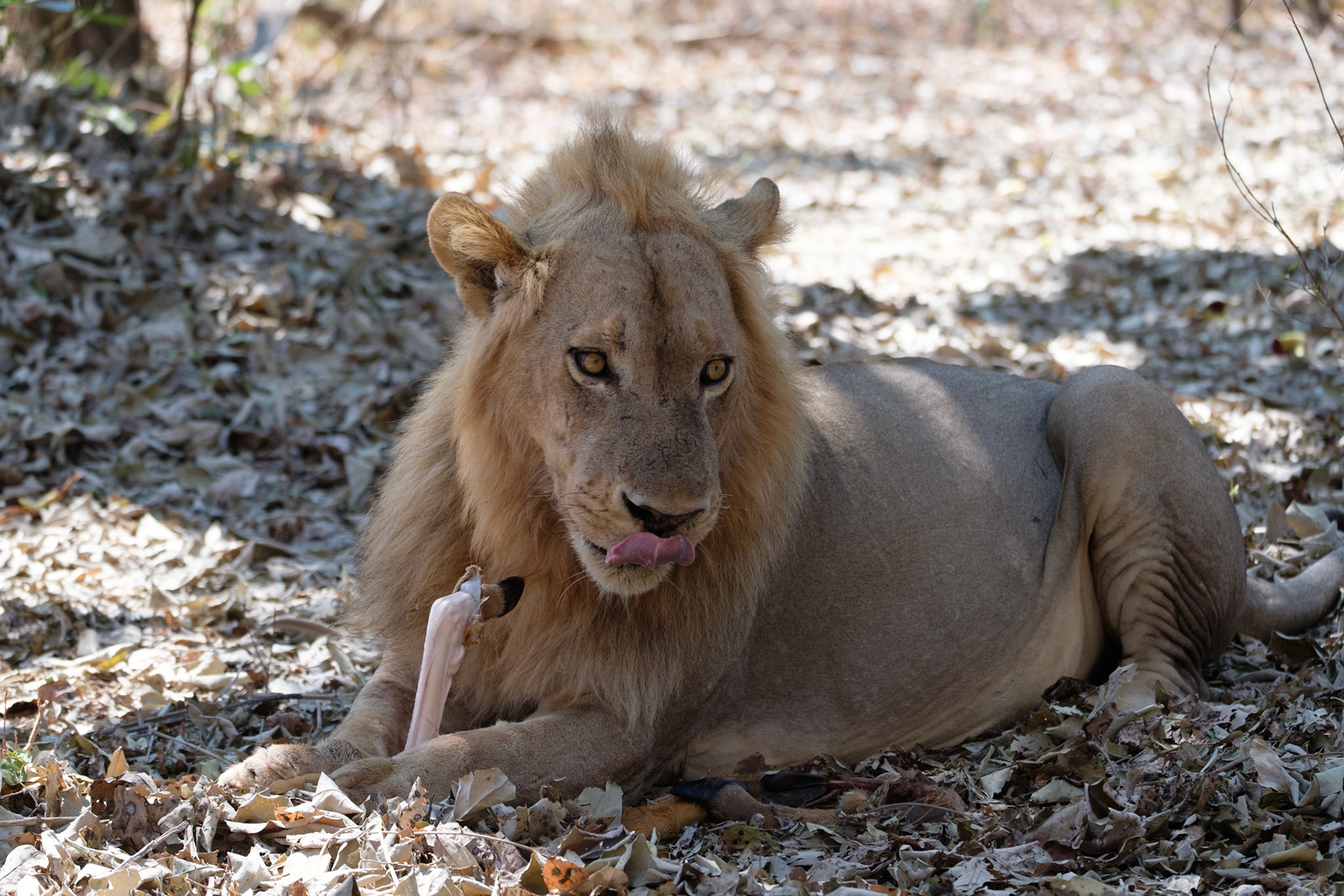 Lion with impala leg