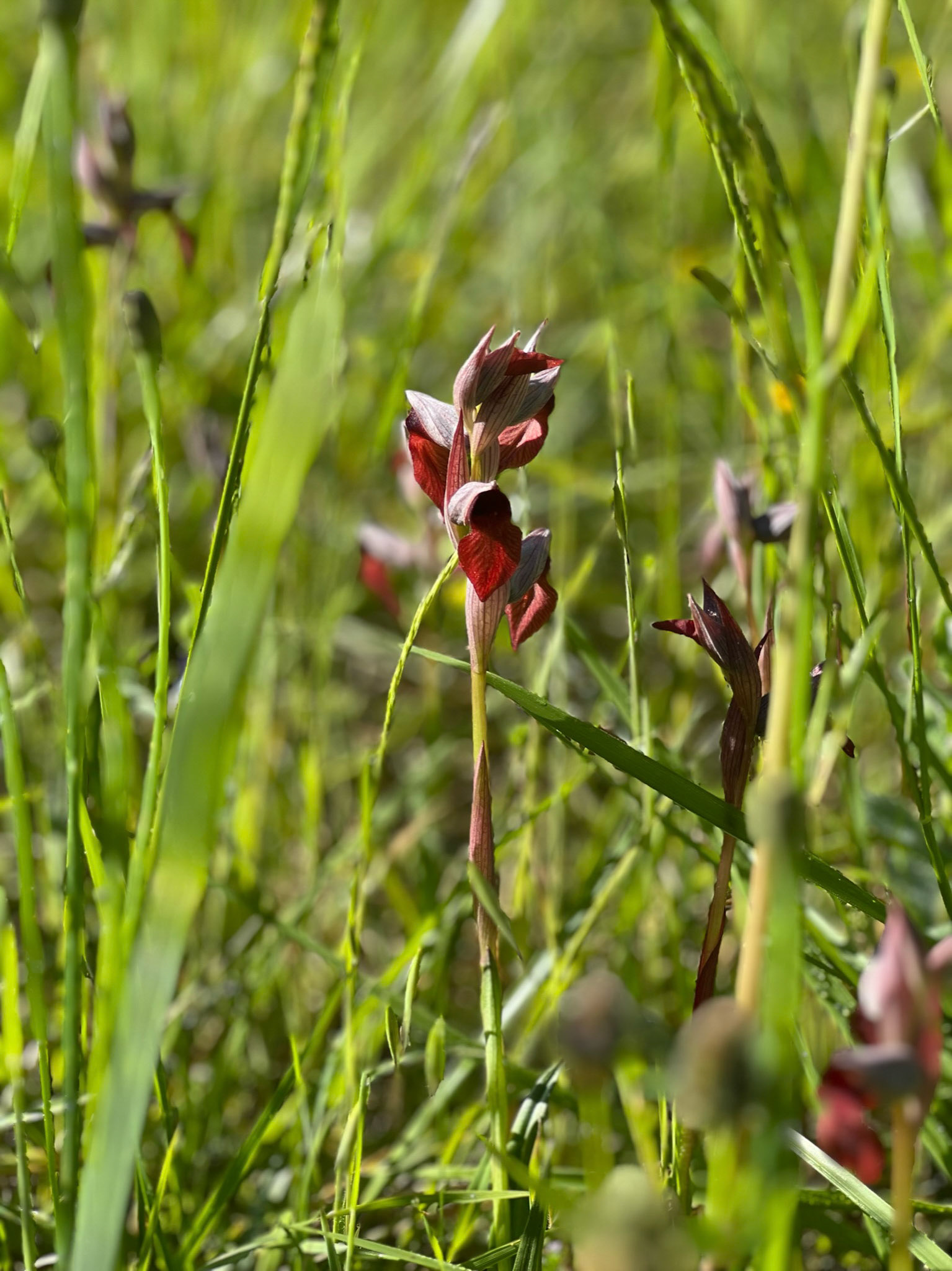 Orchids beside the road