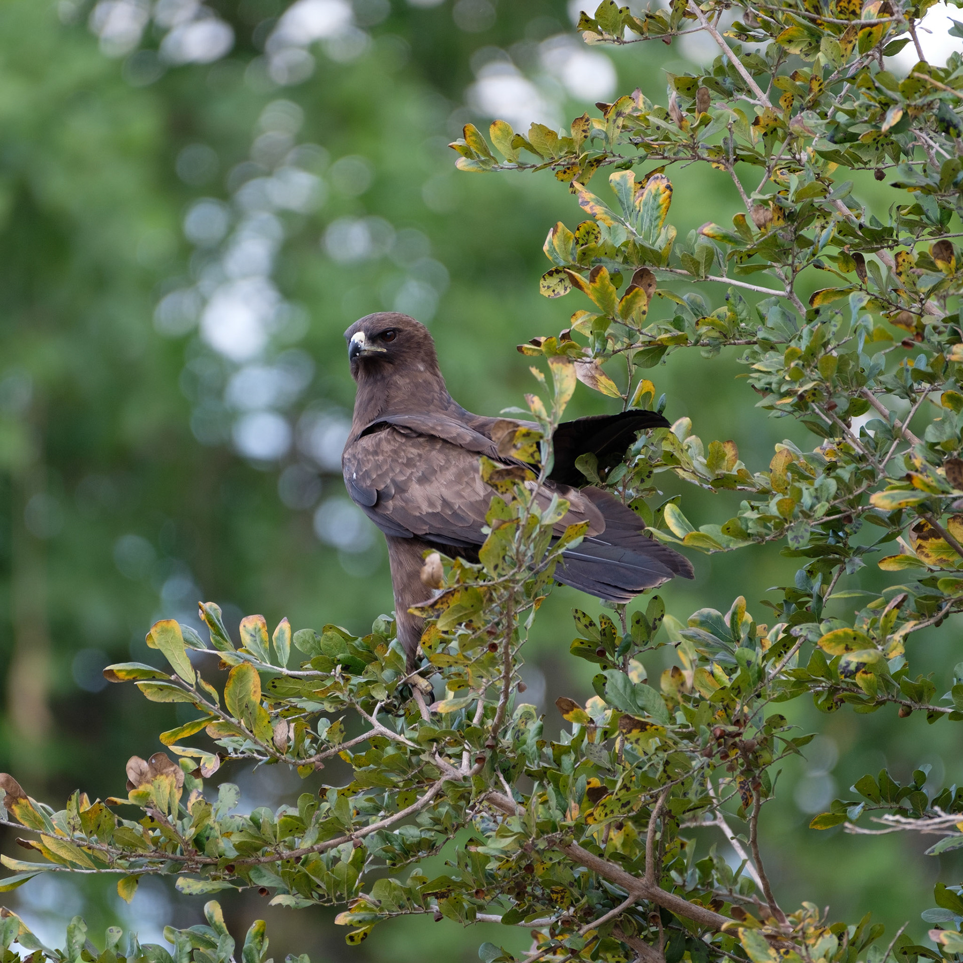 Wahlberg’s eagle