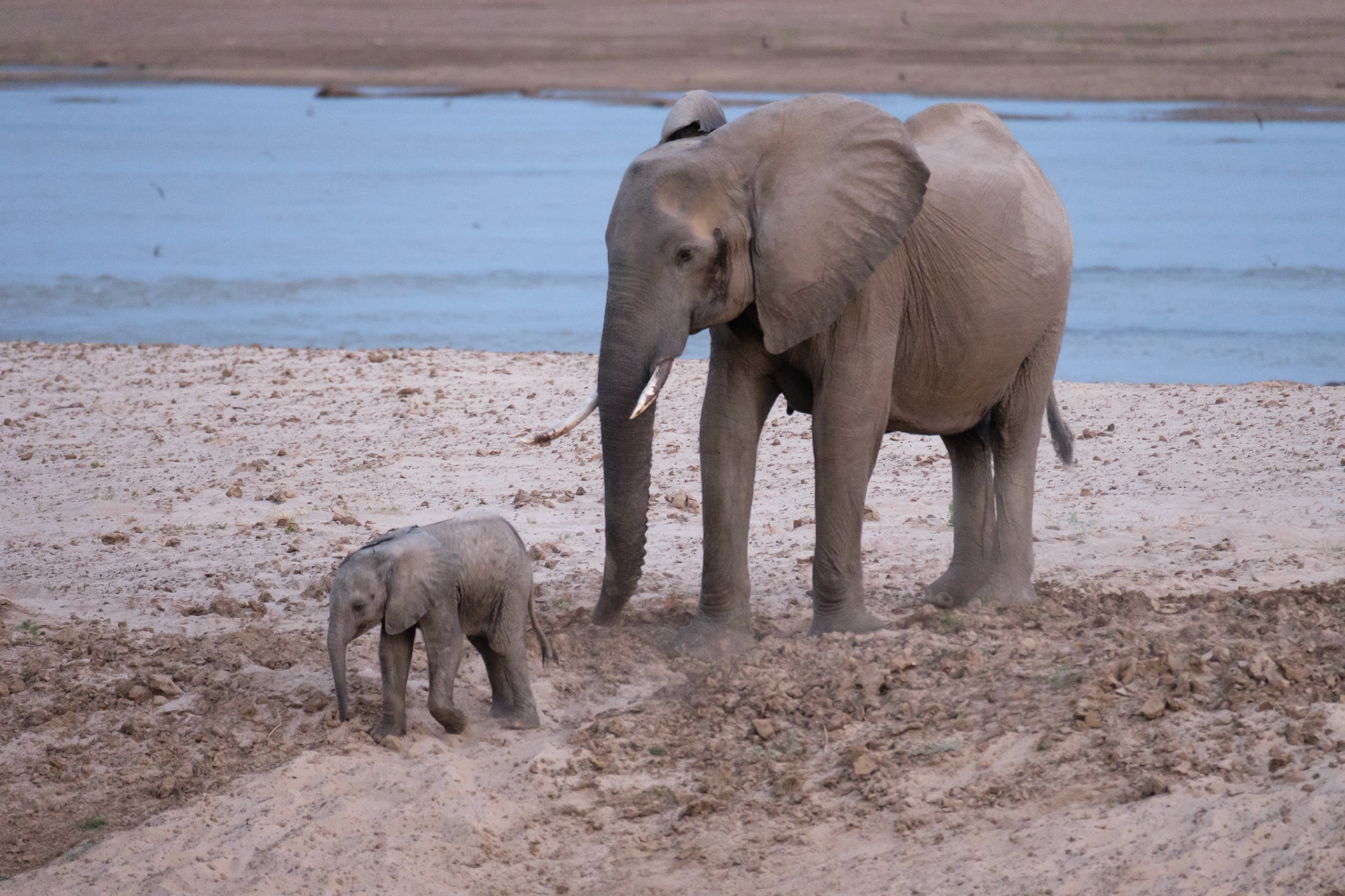Mother with tiny calf