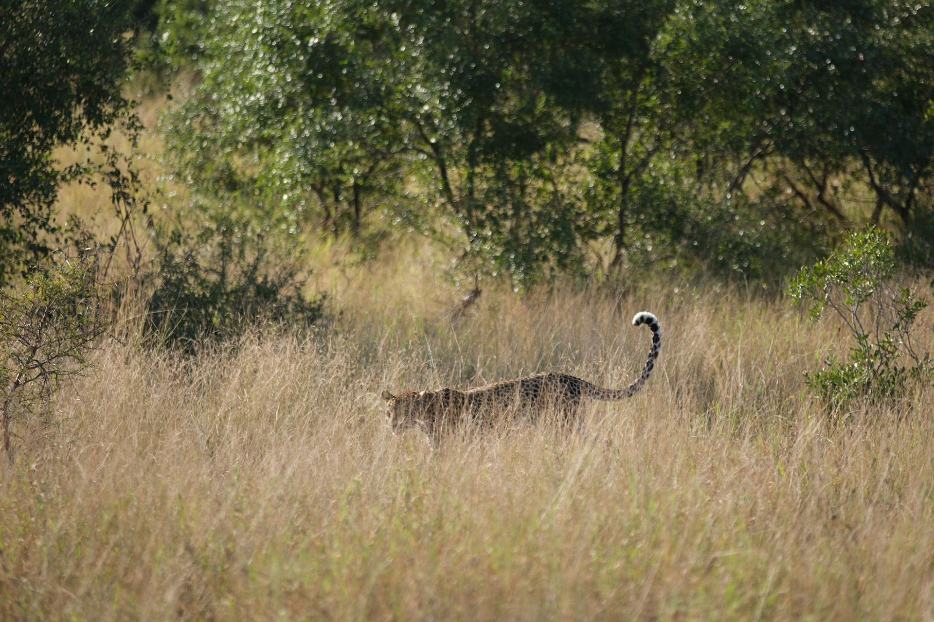 Female leopard cub