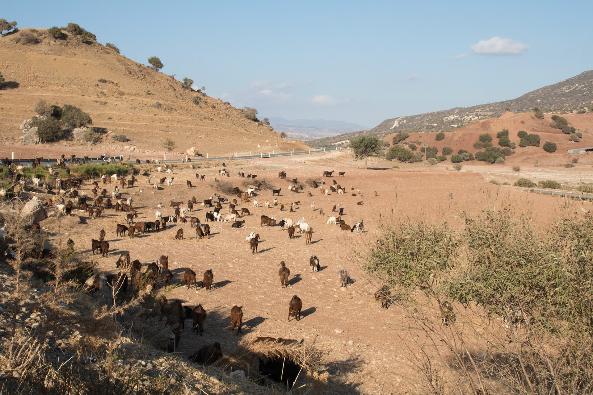 Goats by the road