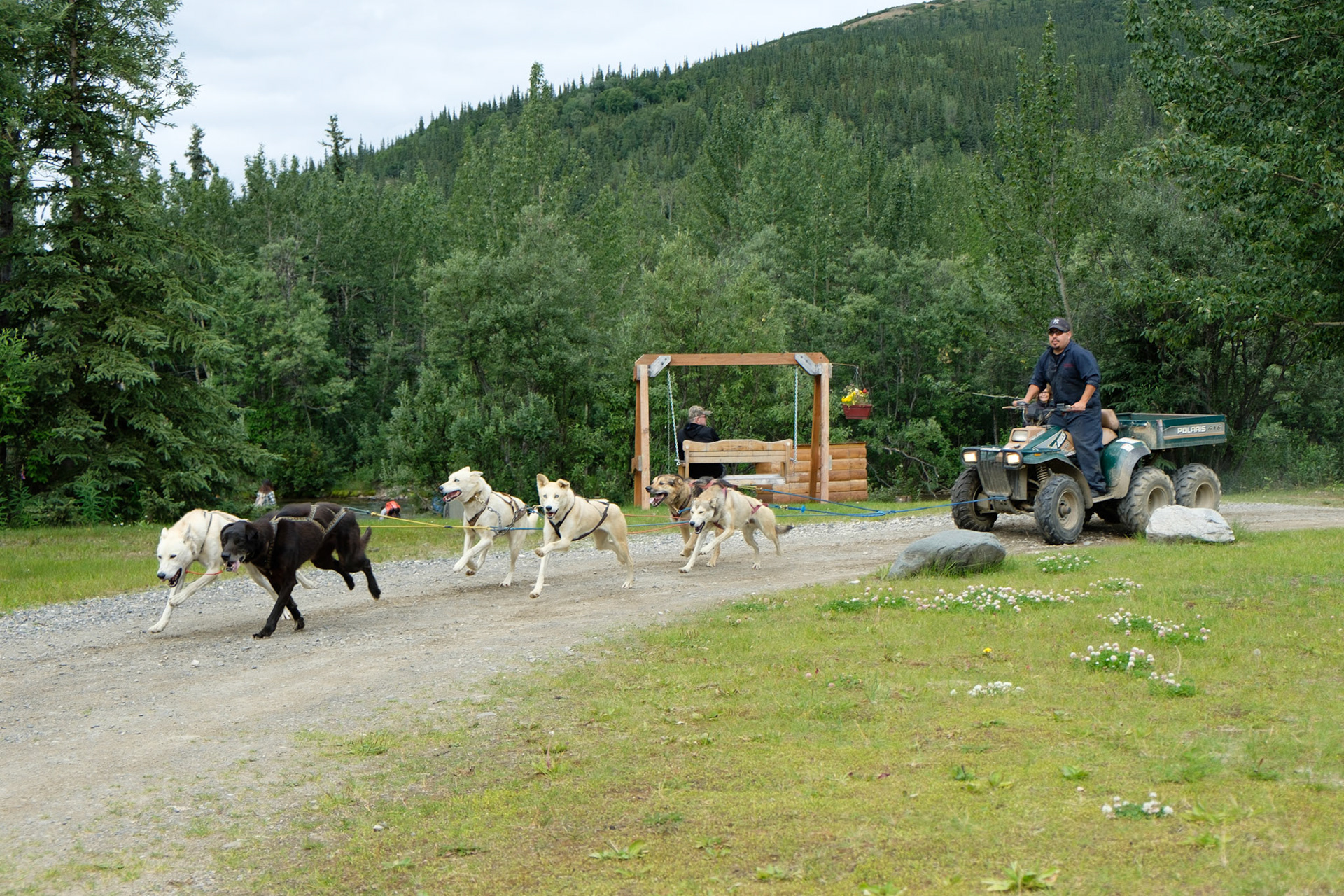 Sled dog demo