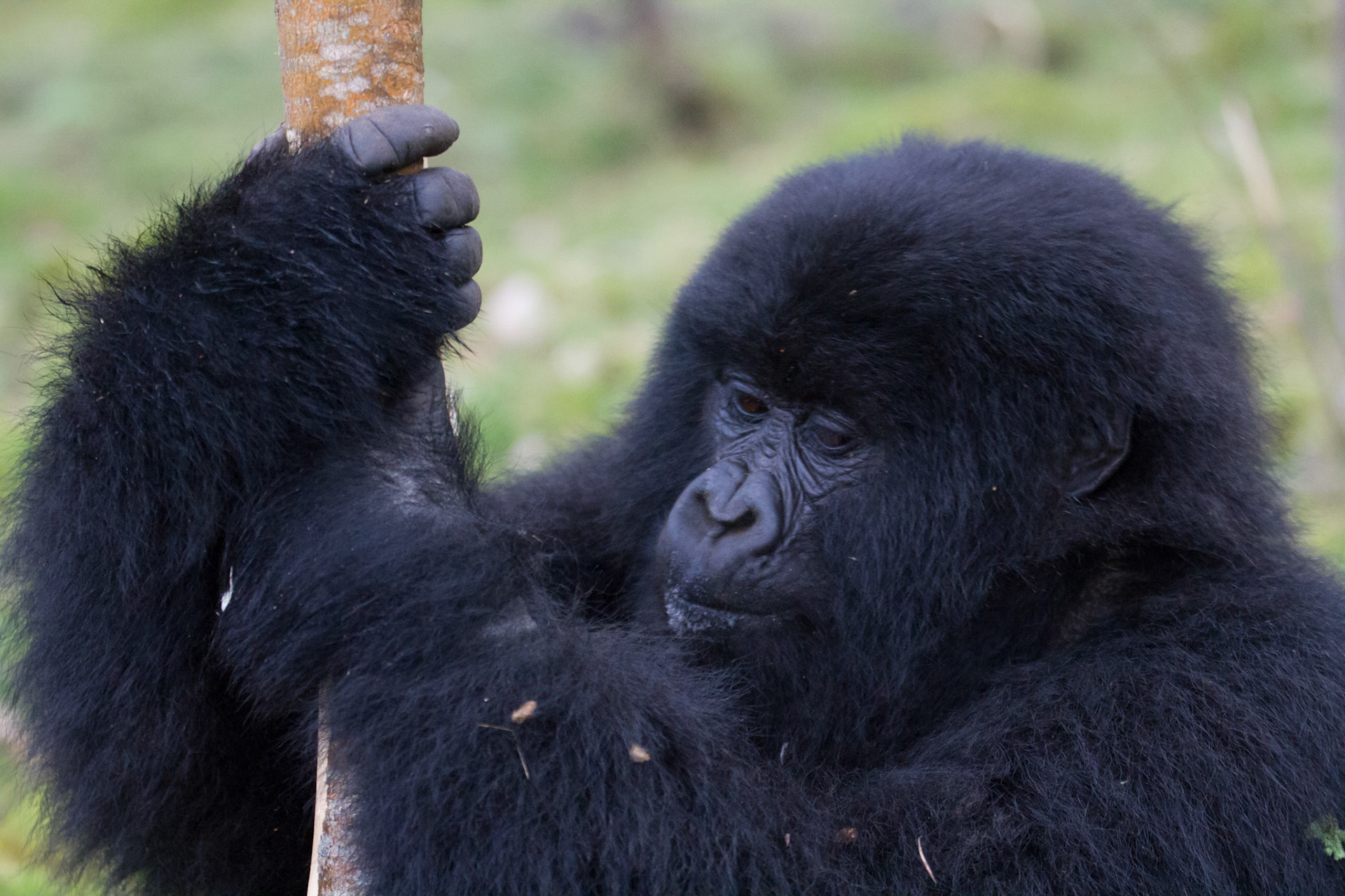 Mountain gorilla