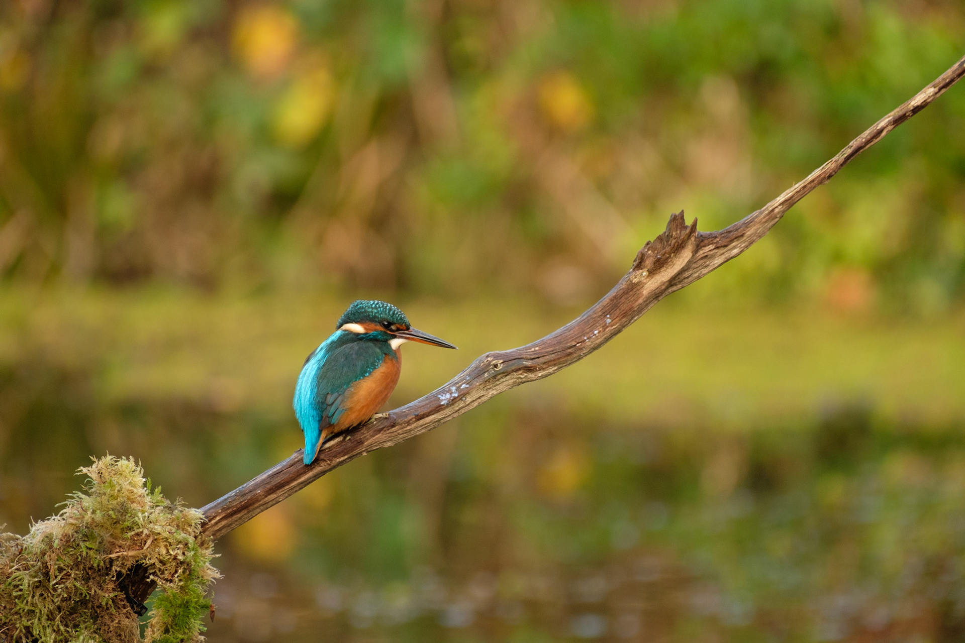 Kingfisher