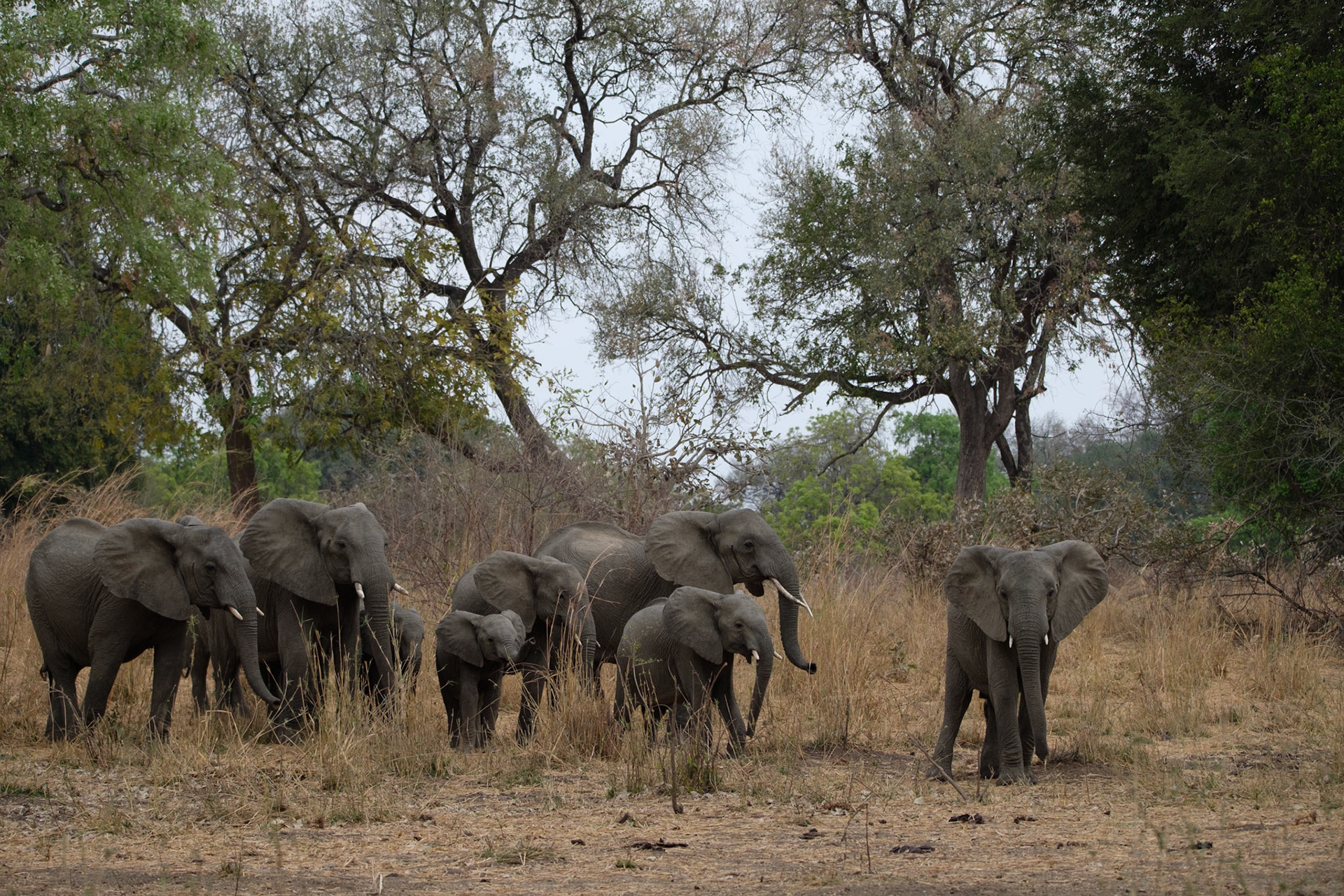 Elephants assessing our presence