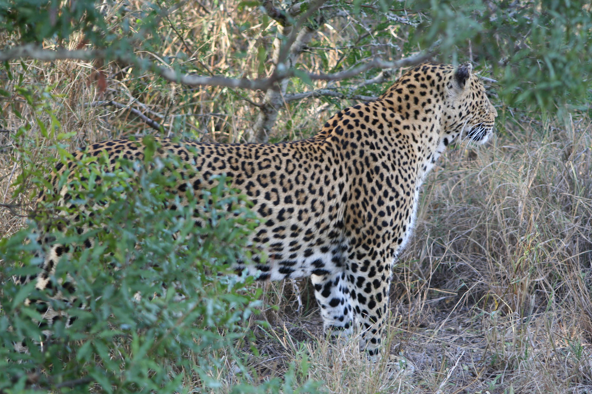 Leopard stalking impala