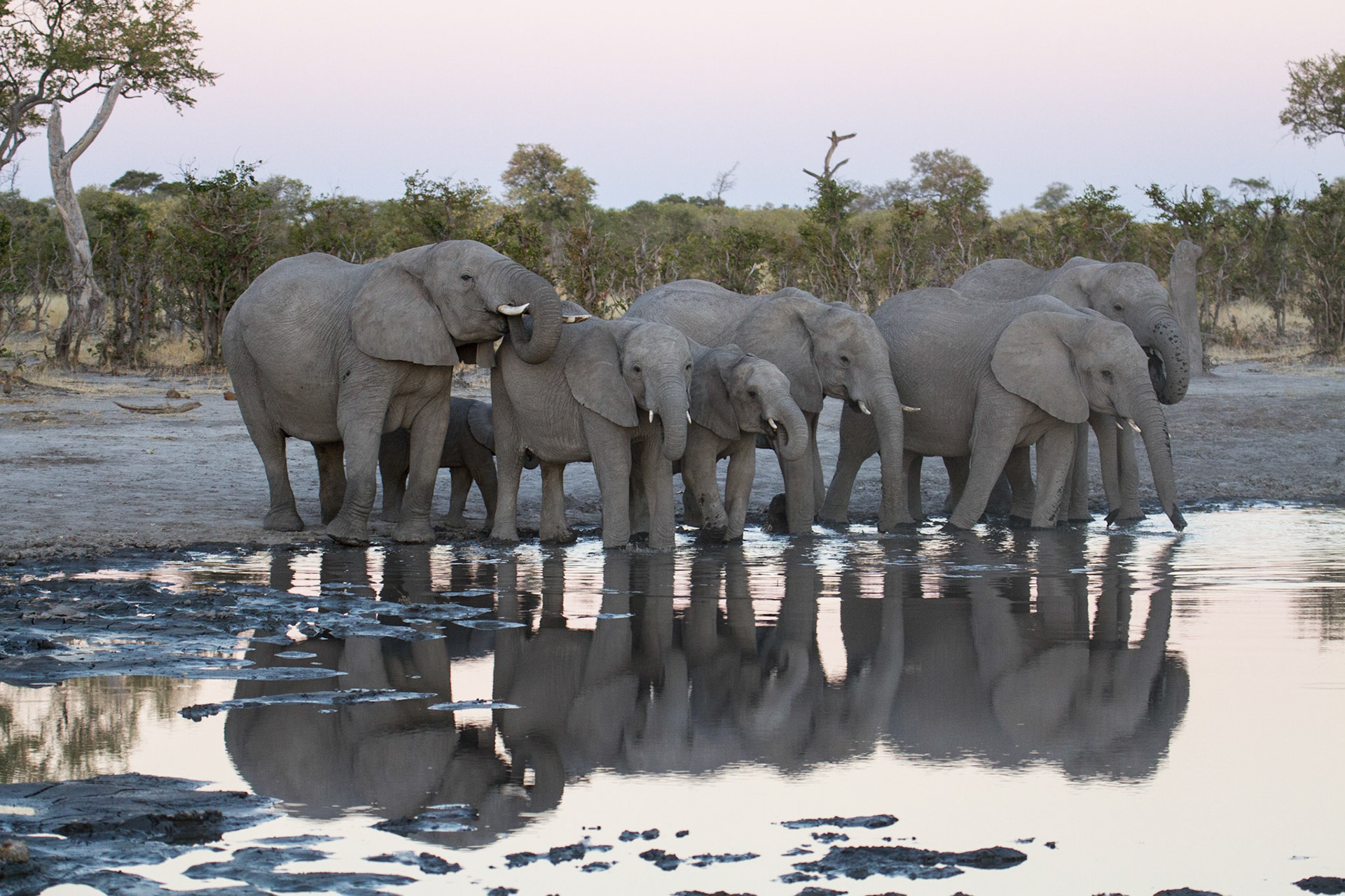 Elephants drinking at a water hole, Selinda