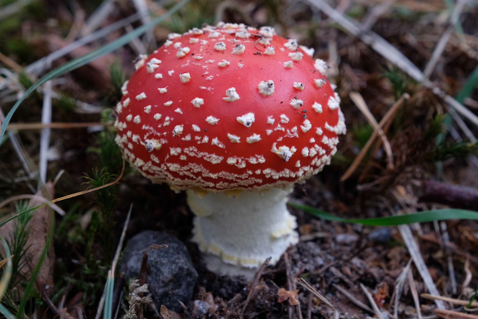 Fly Agaric mushroom